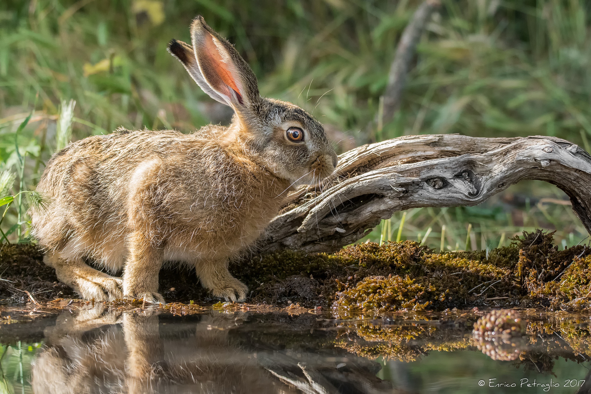 Обои природа, мордочка, взгляд, кролик, уши, заяц, милый, nature, muzzle, look, rabbit, ears, hare, cute разрешение 2048x1366 Загрузить