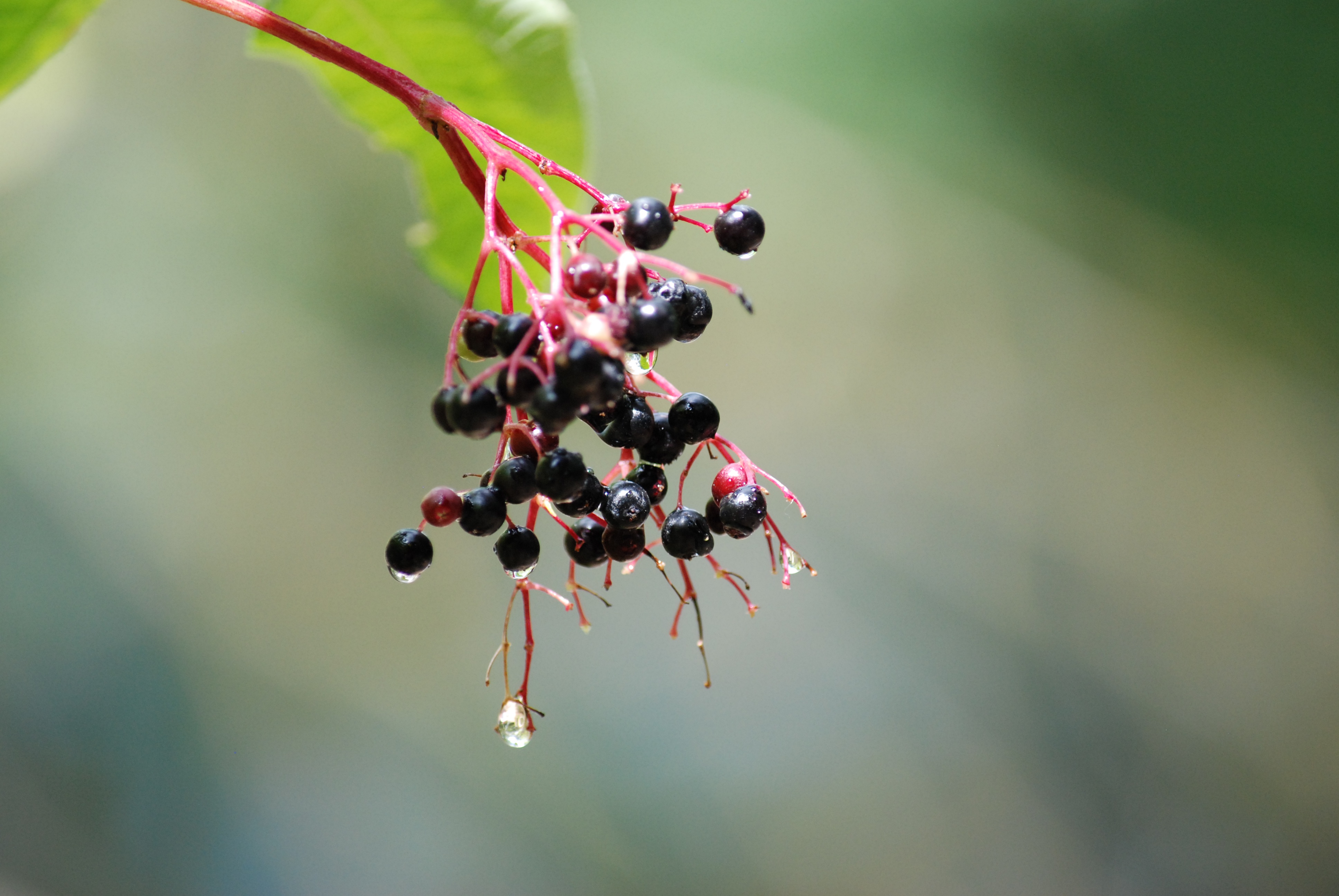 Обои ветка, природа, дерево, капли, плоды, бузина, branch, nature, tree, drops, fruit, elder разрешение 3872x2592 Загрузить