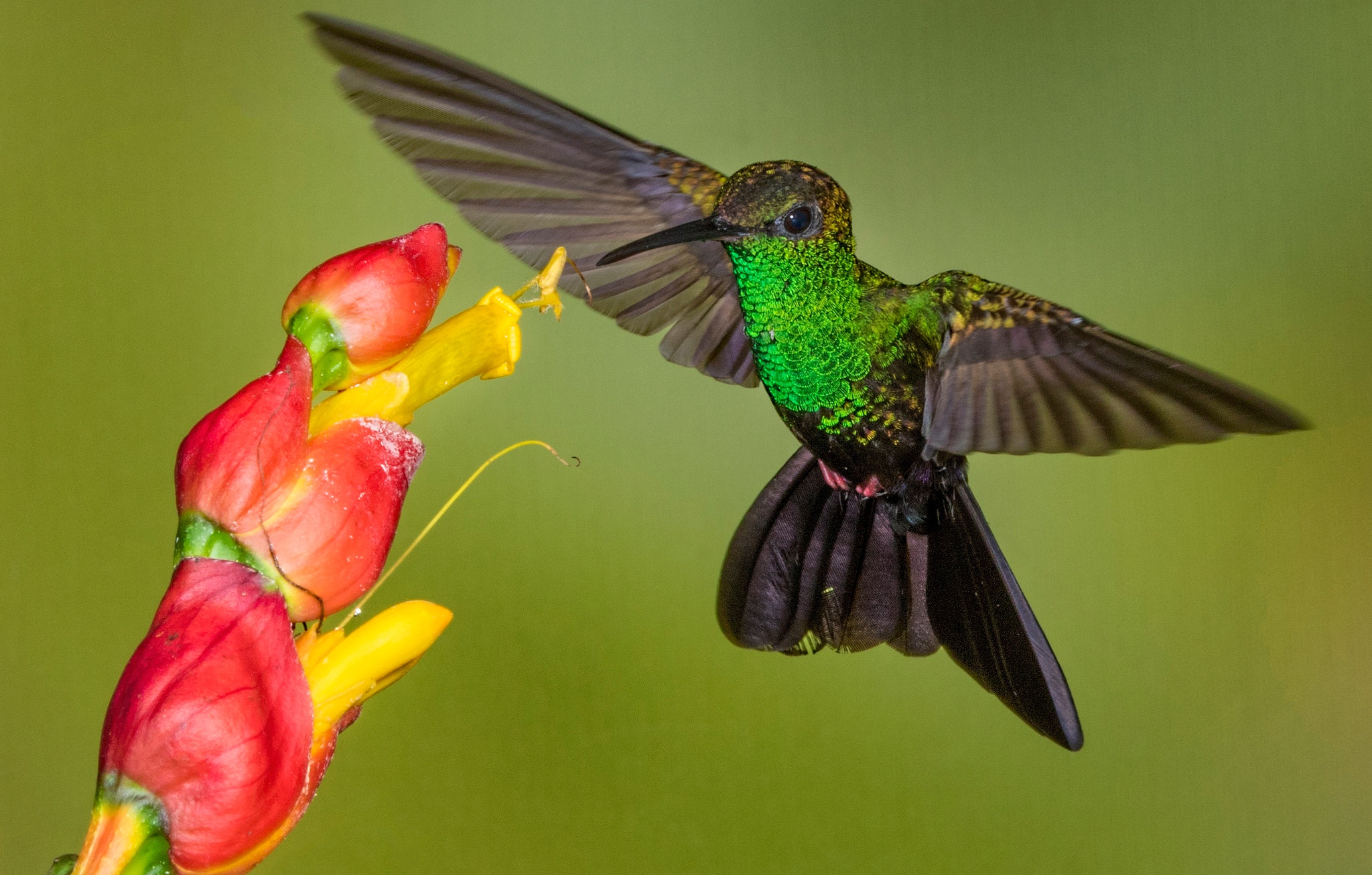 Обои цветок, крылья, птица, клюв, колибри, колибри-халибура, flower, wings, bird, beak, hummingbird, hummingbird-chalybura разрешение 2048x1307 Загрузить