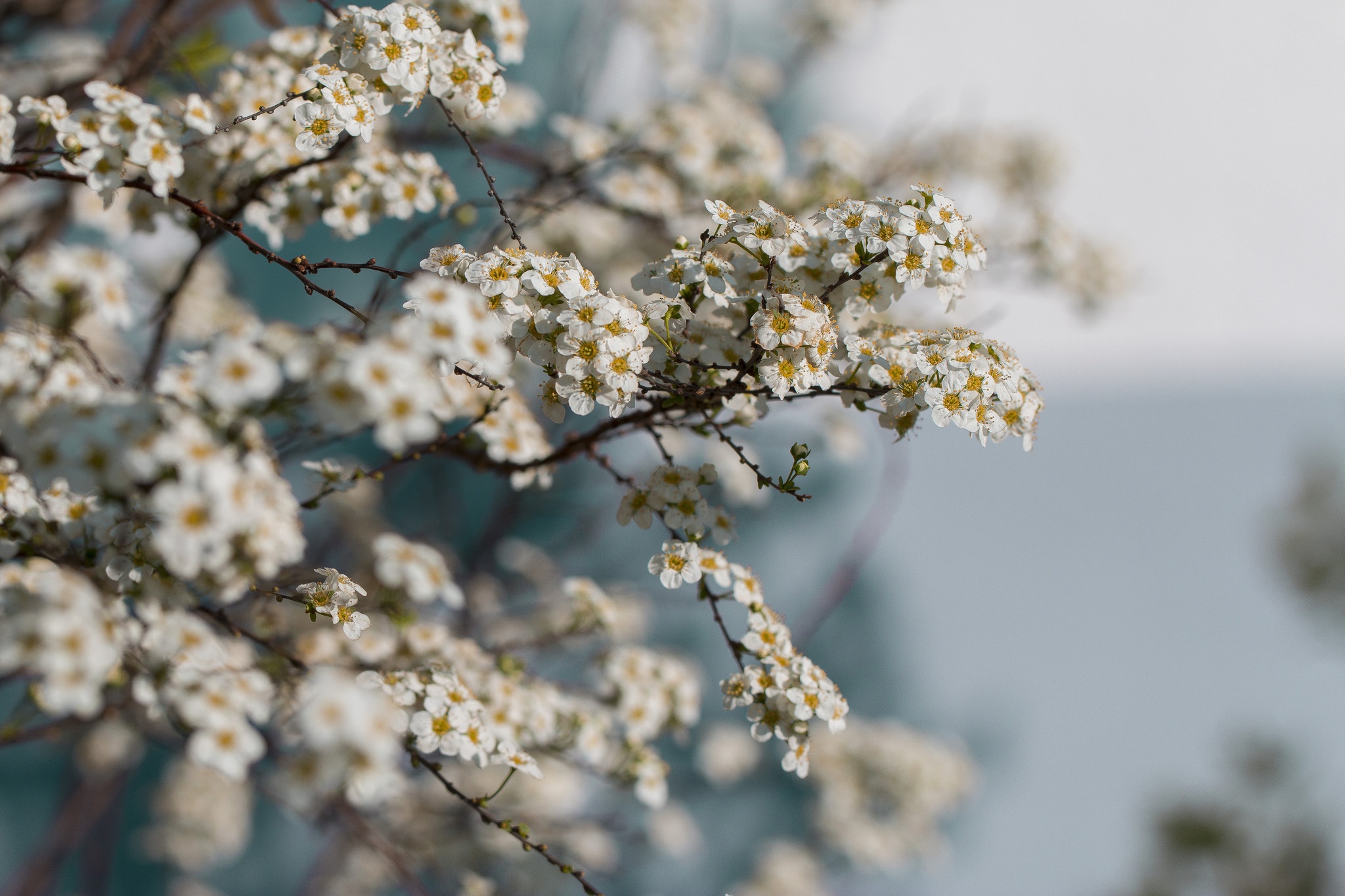 Обои цветы, ветки, весна, flowers, branches, spring разрешение 2048x1365 Загрузить