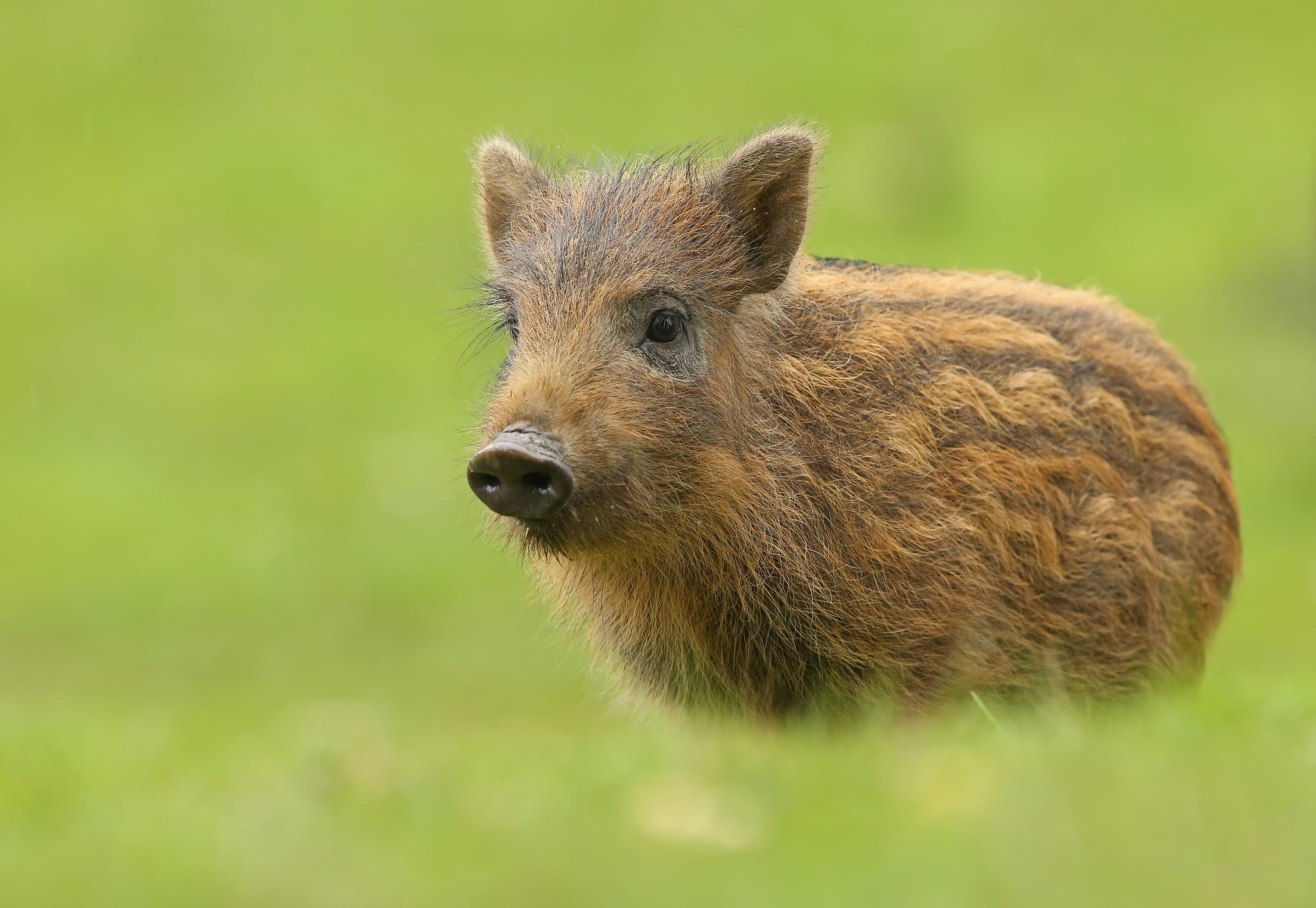 Обои фон, животное, кабан, свинка, свинья, кабанчик, пятачок, background, animal, boar, pig, hog, piglet разрешение 2048x1413 Загрузить