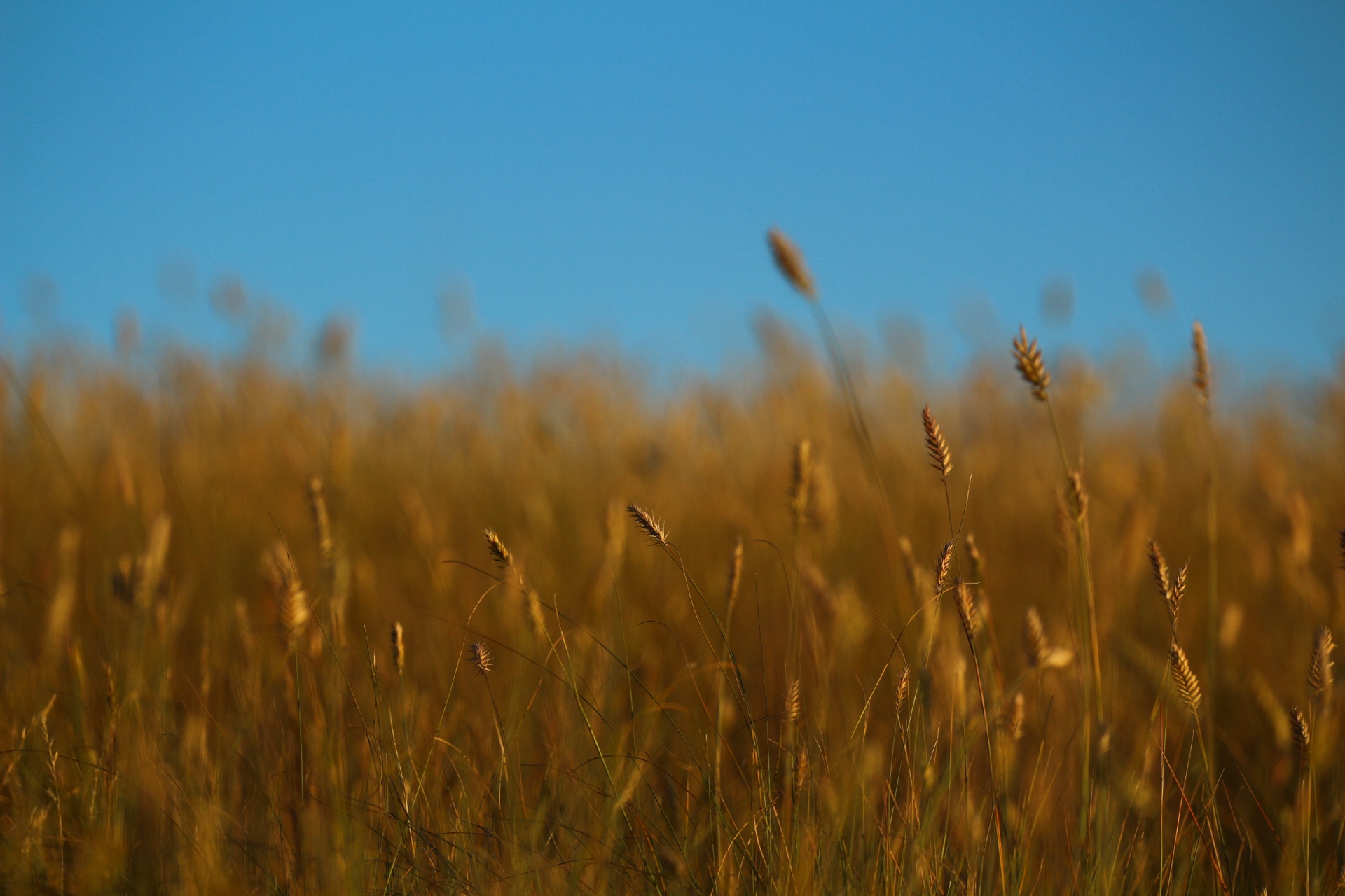 Обои небо, трава, лето, колоски, стебли, the sky, grass, summer, spikelets, stems разрешение 1920x1280 Загрузить