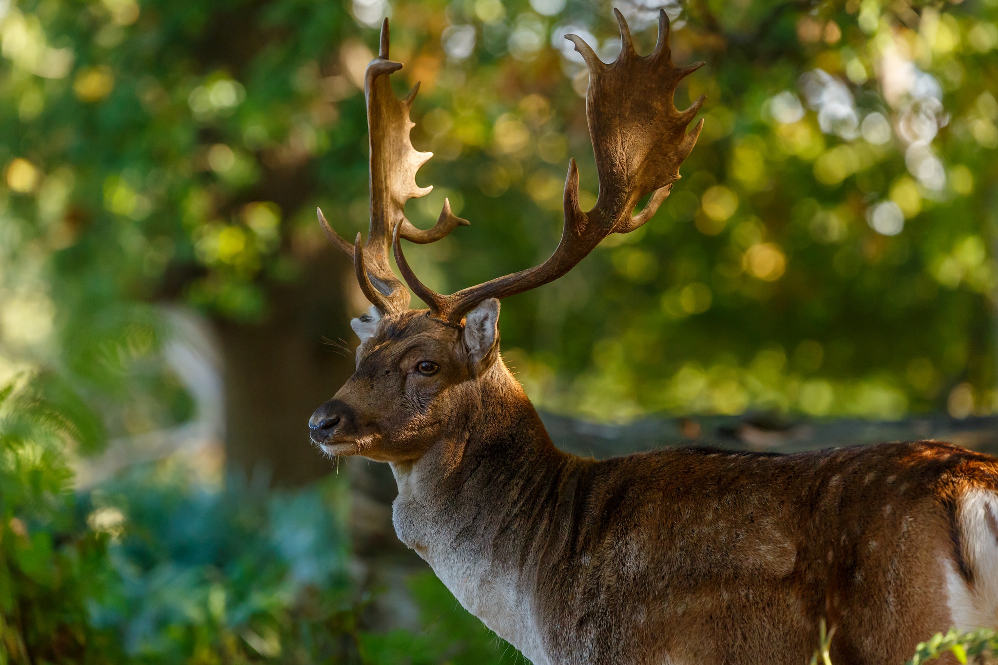 Обои природа, олень, блики, рога, nature, deer, glare, horns разрешение 2048x1365 Загрузить