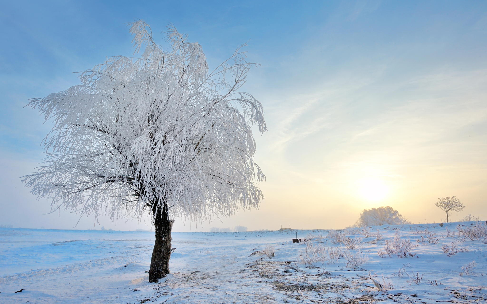 Обои снег, природа, дерево, зима, пейзаж, иней, jordache, snow, nature, tree, winter, landscape, frost разрешение 1920x1200 Загрузить