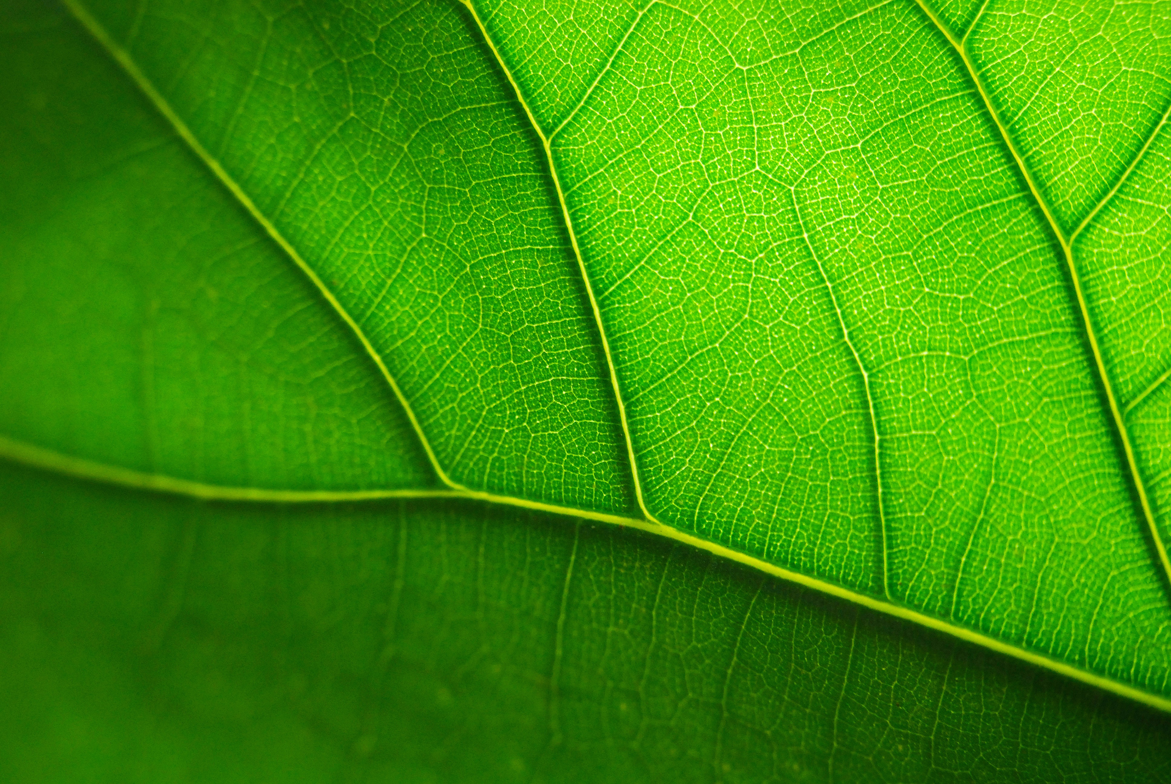 Обои лист, прожилки, зеленый лист, крупным планом, sheet, veins, green leaf, closeup разрешение 3872x2592 Загрузить