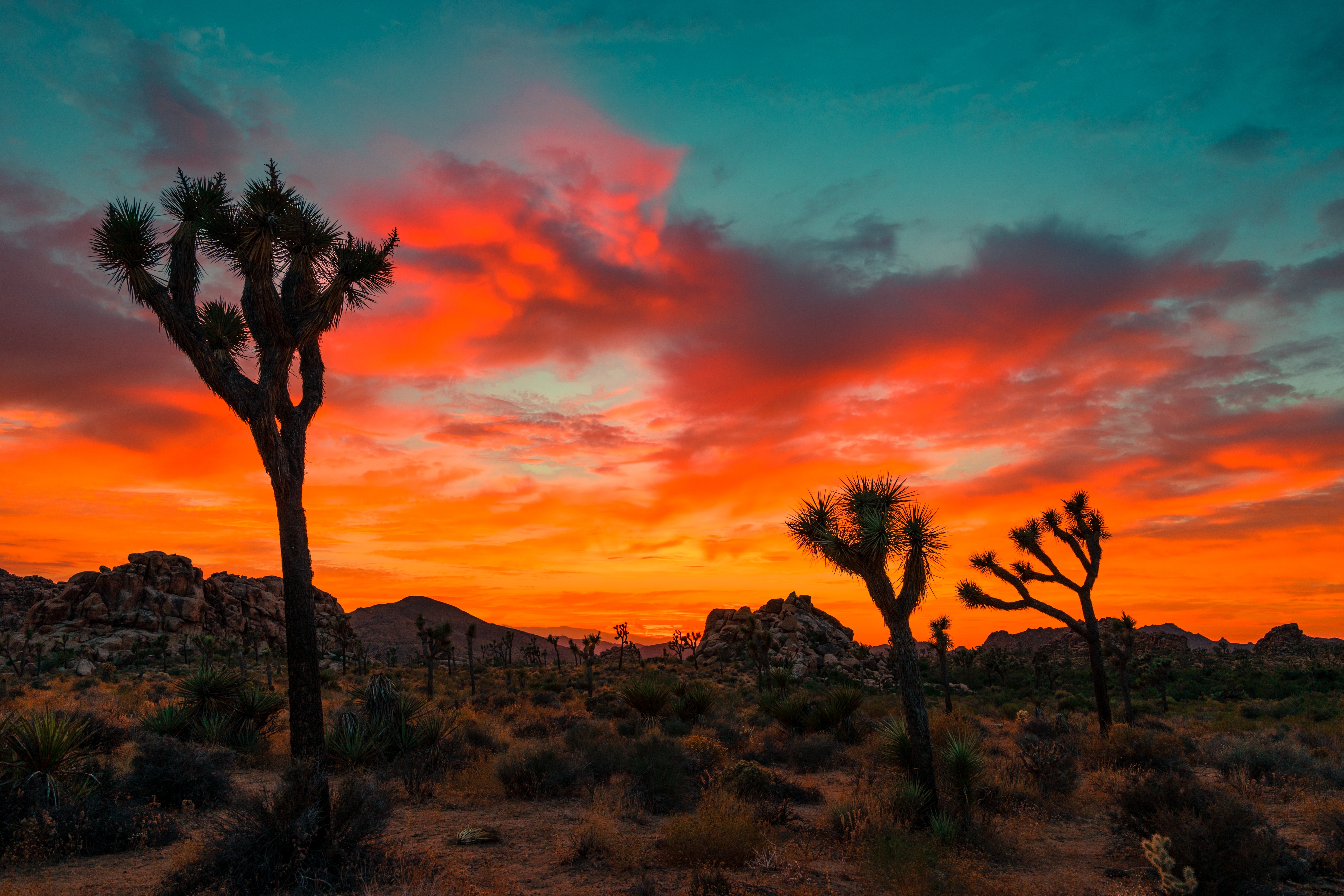 Обои небо, облака, деревья, скалы, закат, joshua tree national park, the sky, clouds, trees, rocks, sunset разрешение 6000x4000 Загрузить