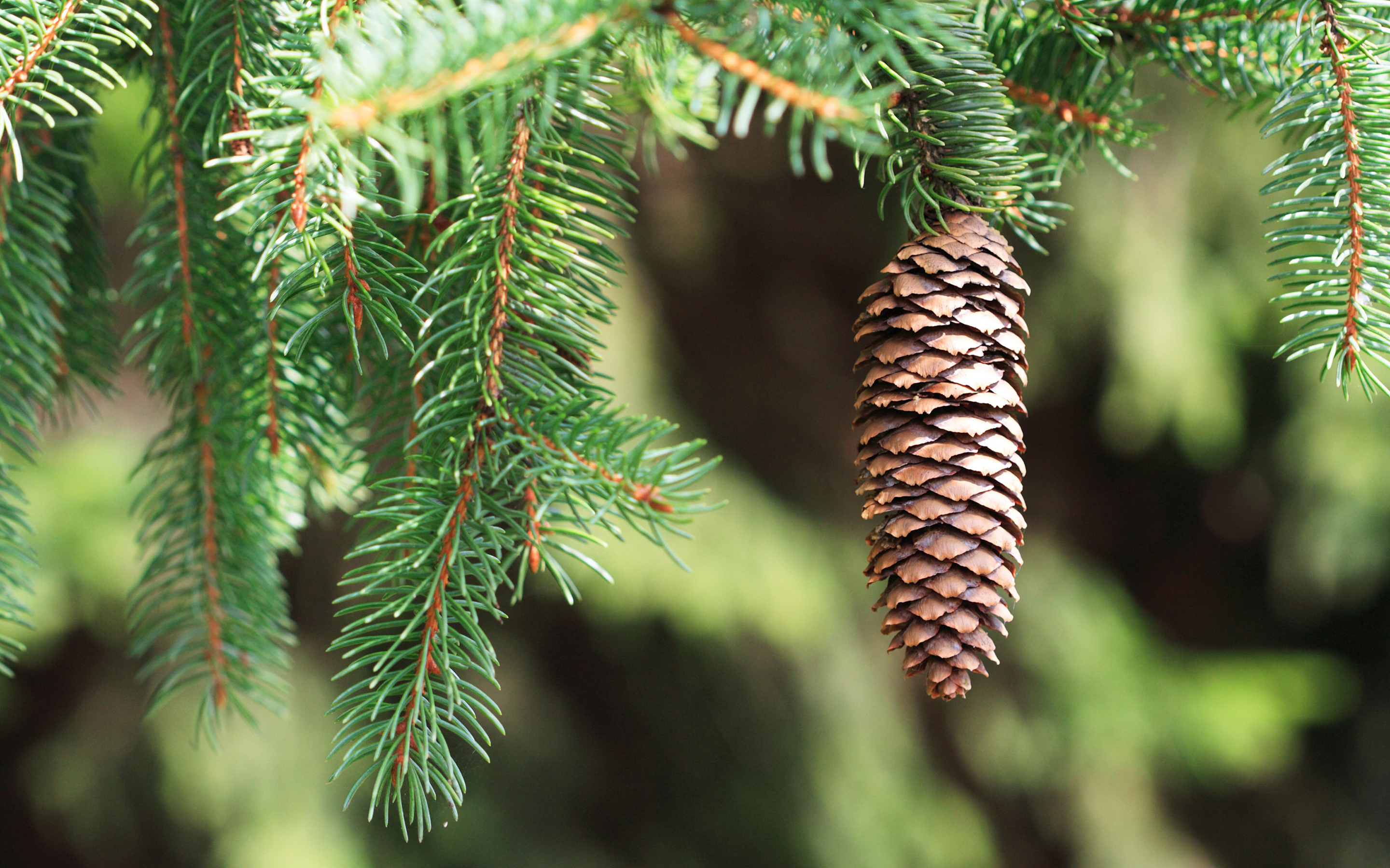 Обои природа, хвоя, макро, ветки, ель, шишка, nature, needles, macro, branches, spruce, bump разрешение 2880x1800 Загрузить