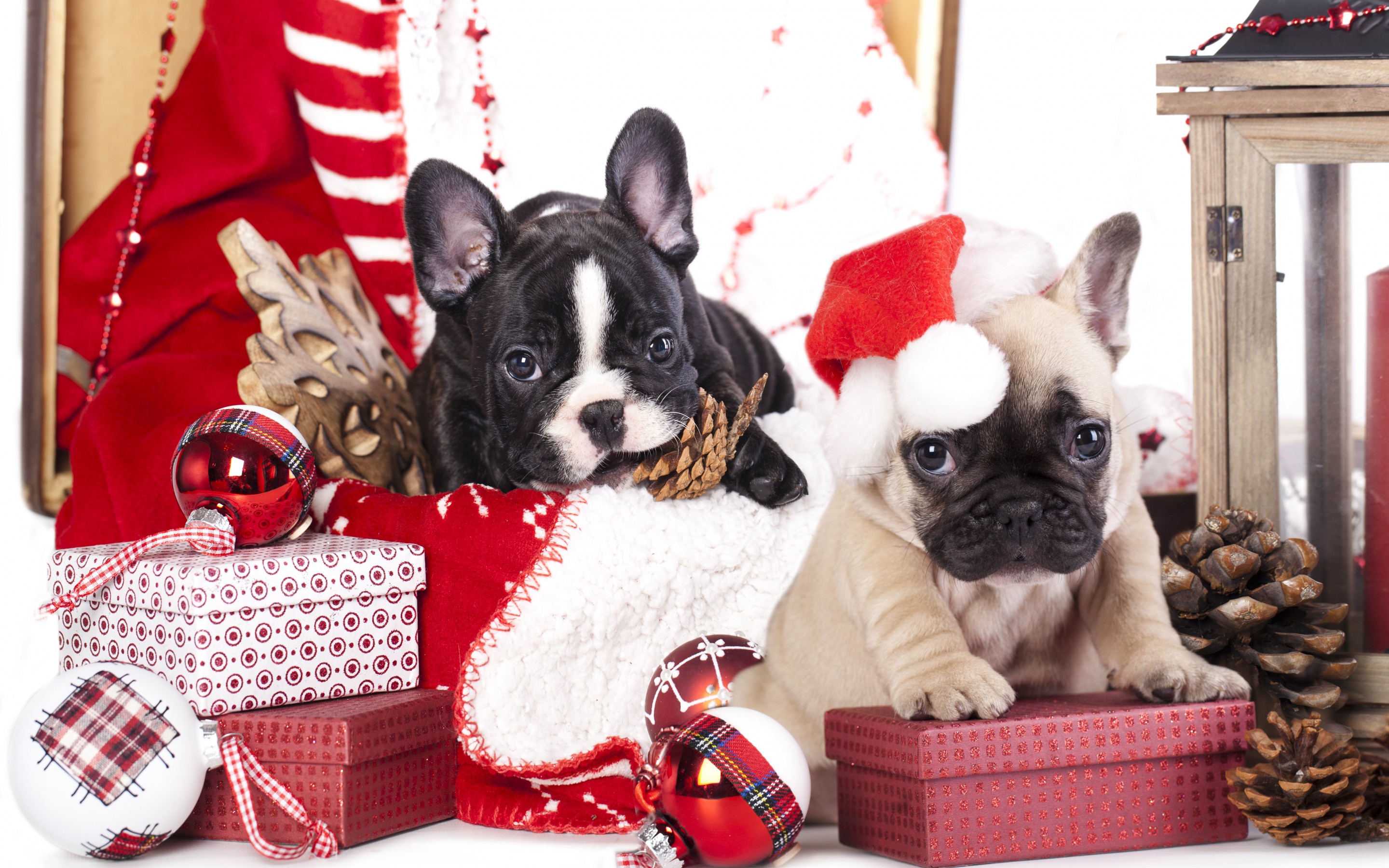 Обои год, новый год, французский бульдог, елка, подарки, щенки, рождество, шишки, елочные украшения, собаки, year, new year, french bulldog, tree, gifts, puppies, christmas, bumps, christmas decorations, dogs разрешение 2880x1800 Загрузить