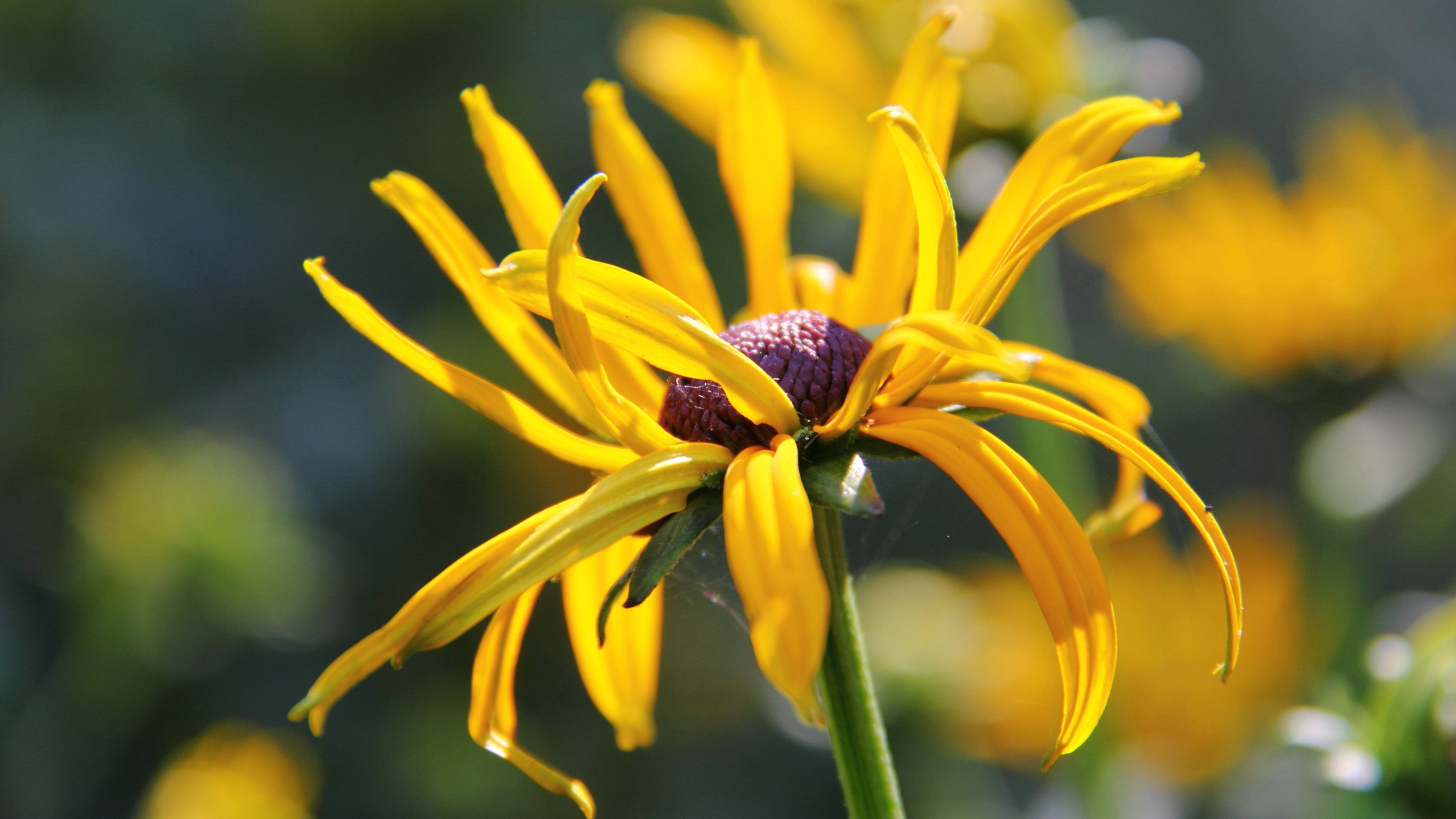 Обои цветок, лепестки, стебель, боке, рудбекия, flower, petals, stem, bokeh, rudbeckia разрешение 3840x2160 Загрузить