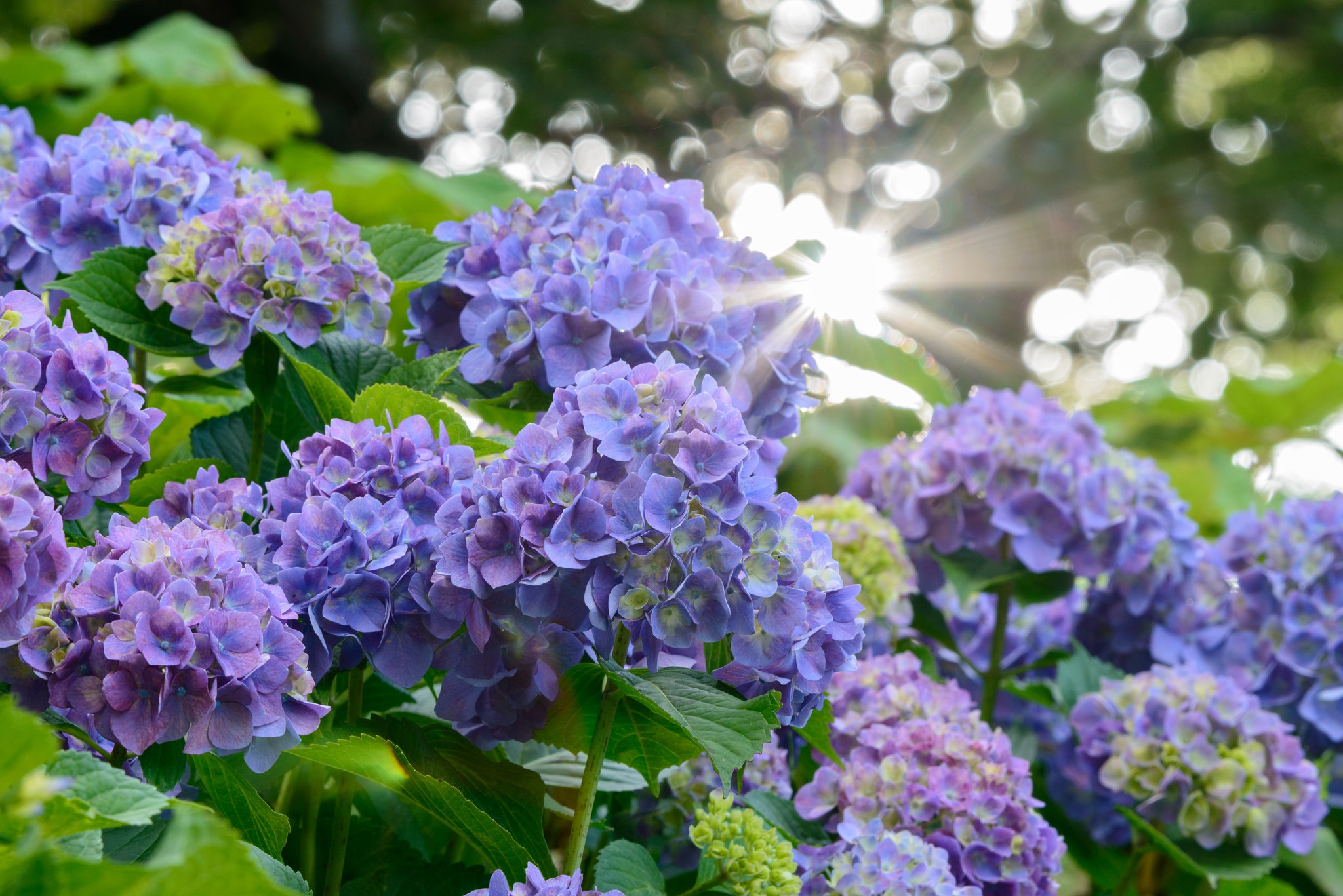 Обои цветы, лучи солнца, размытость, соцветия, гортензия, flowers, the rays of the sun, blur, inflorescence, hydrangea разрешение 2048x1367 Загрузить