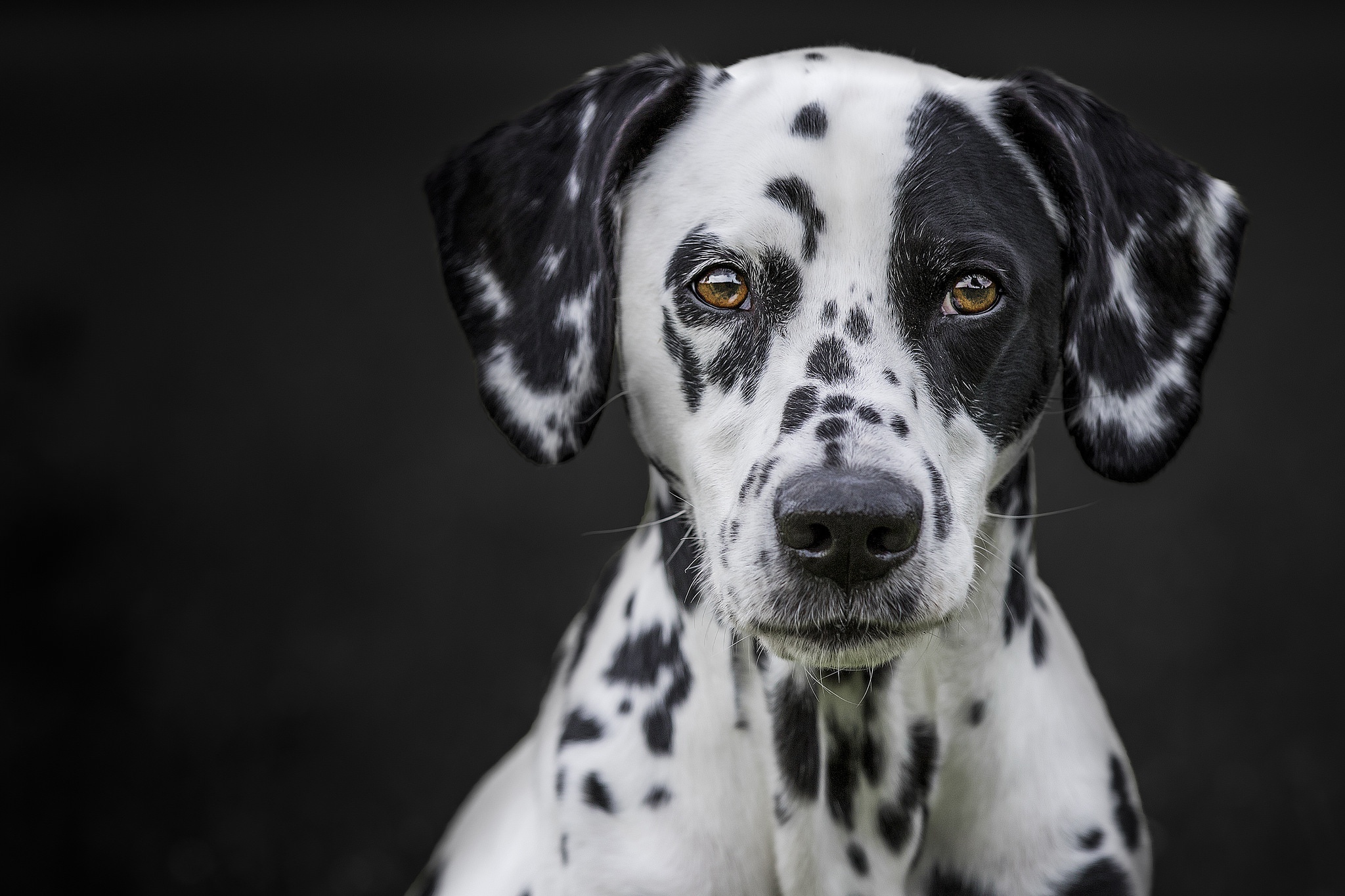 Обои портрет, мордочка, взгляд, собака, черный фон, далматин, portrait, muzzle, look, dog, black background, dalmatian разрешение 2048x1365 Загрузить