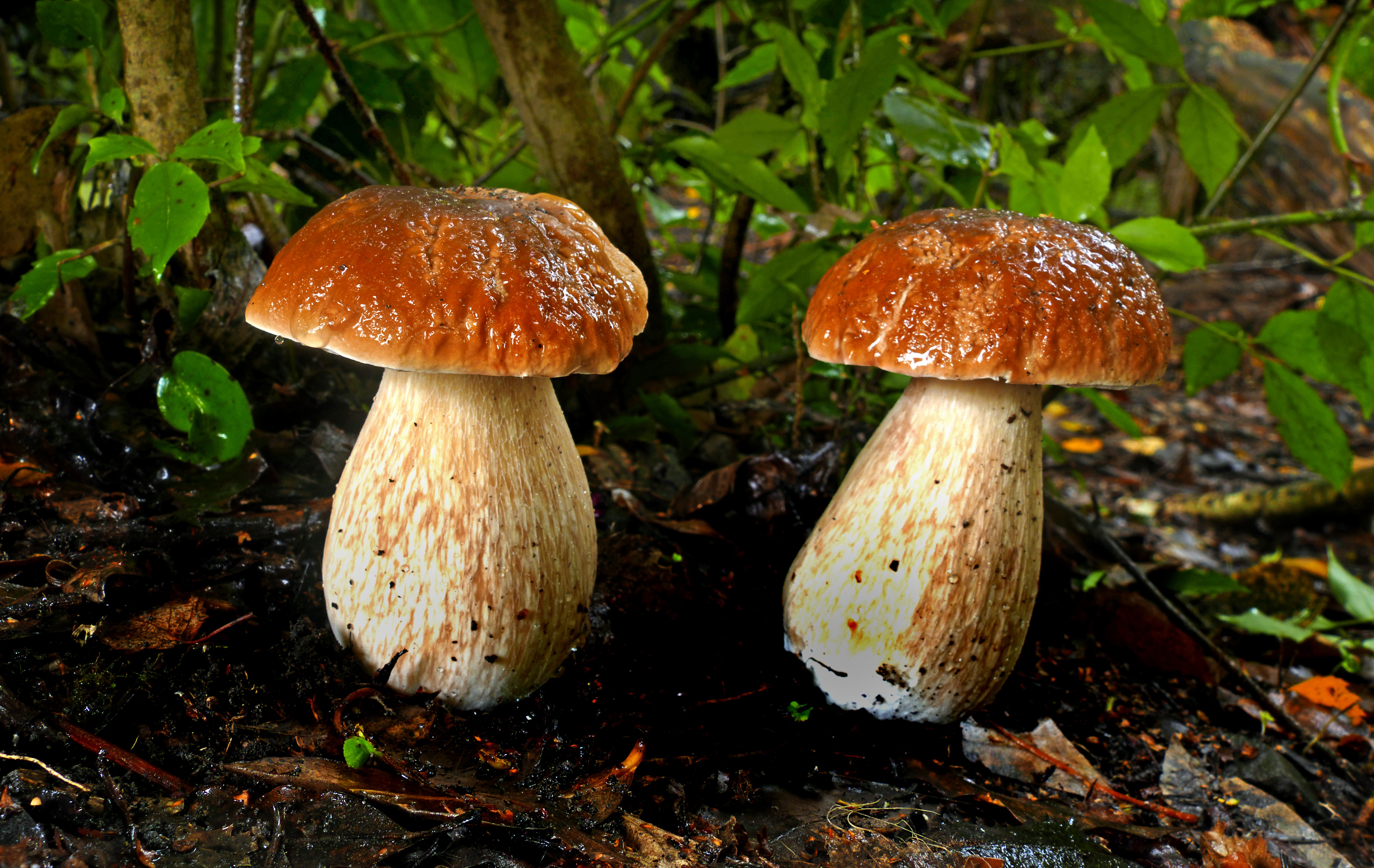 Обои листья, грибы, парочка, боровики, leaves, mushrooms, a couple разрешение 4610x2912 Загрузить