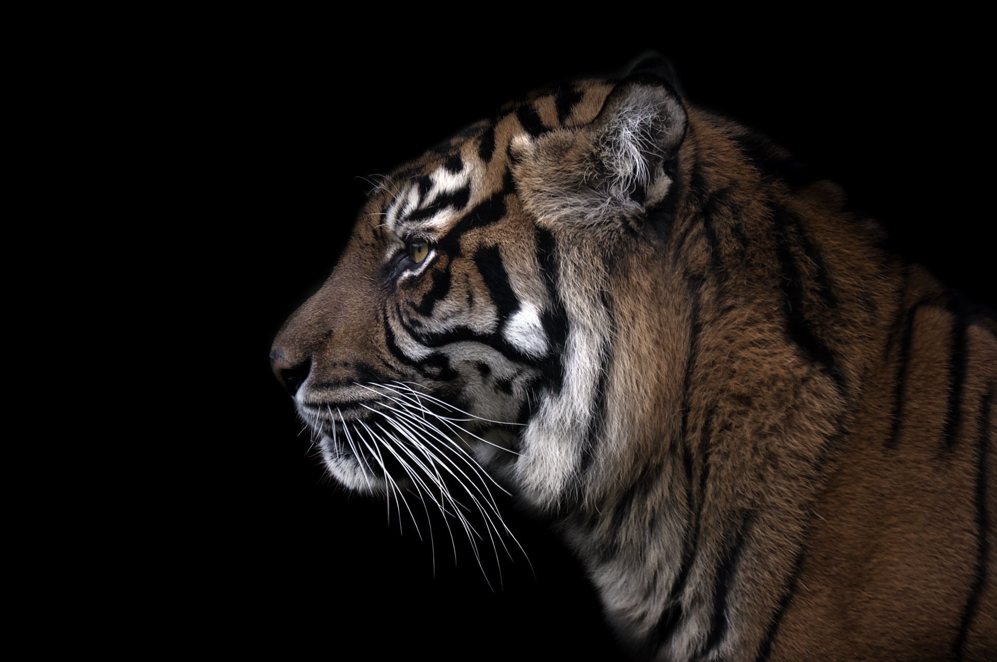 Обои тигр, морда, фон, усы, зверь, tiger, face, background, mustache, beast разрешение 1945x1292 Загрузить