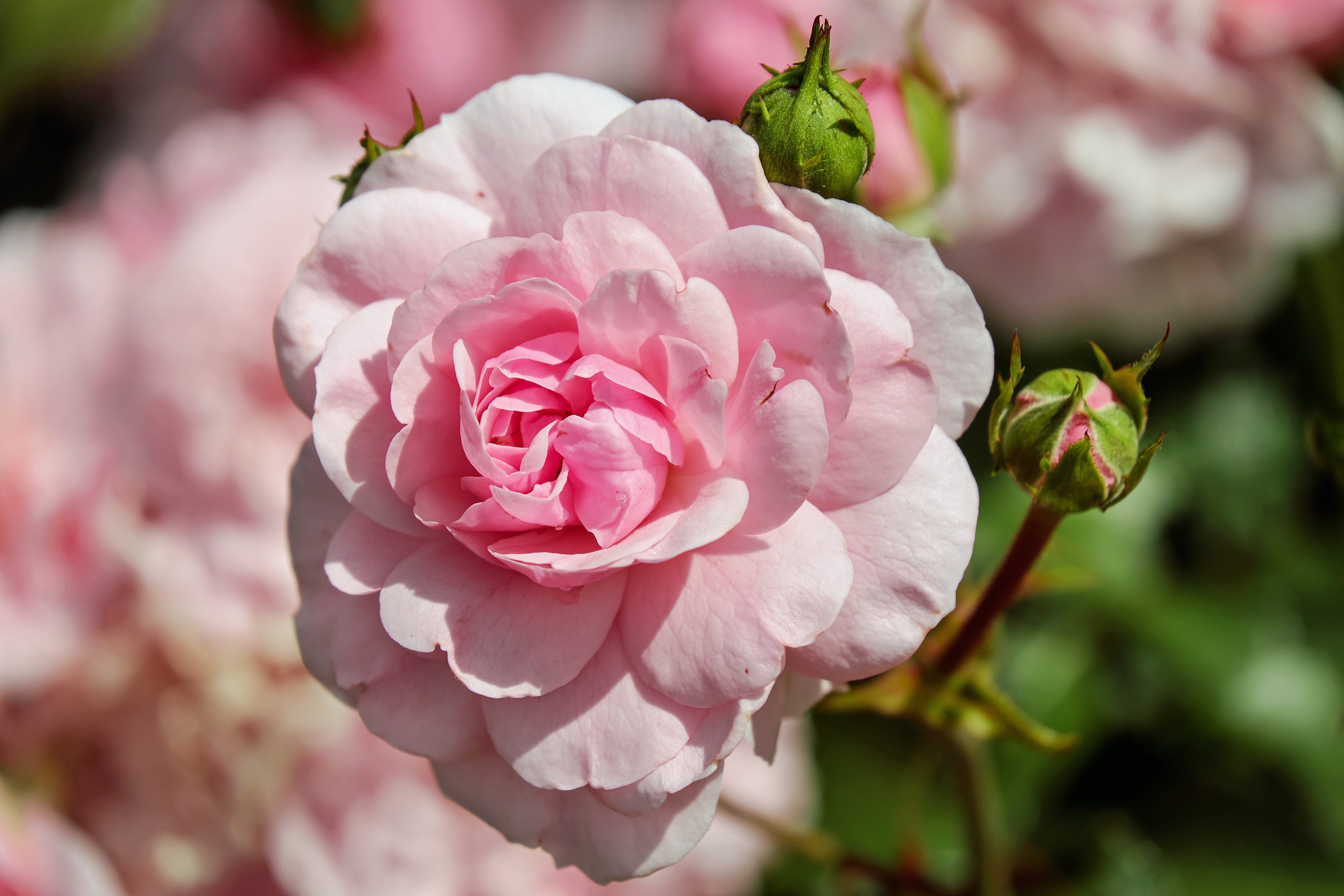 Обои цветы, бутоны, розы, лепестки, боке, розовая роза, крупным планом, flowers, buds, roses, petals, bokeh, pink rose, closeup разрешение 4896x3264 Загрузить