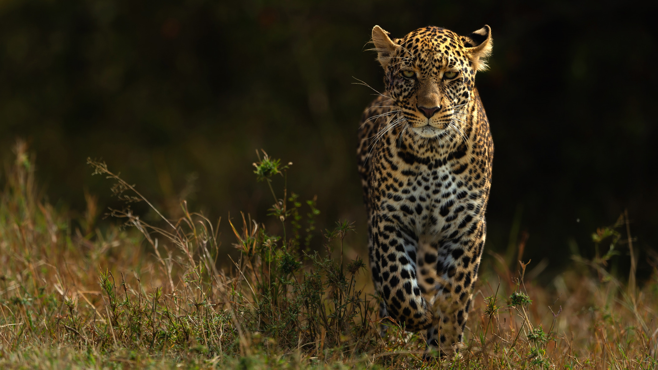 Обои природа, фон, взгляд, леопард, прогулка, темный, nature, background, look, leopard, walk, dark разрешение 2112x1188 Загрузить