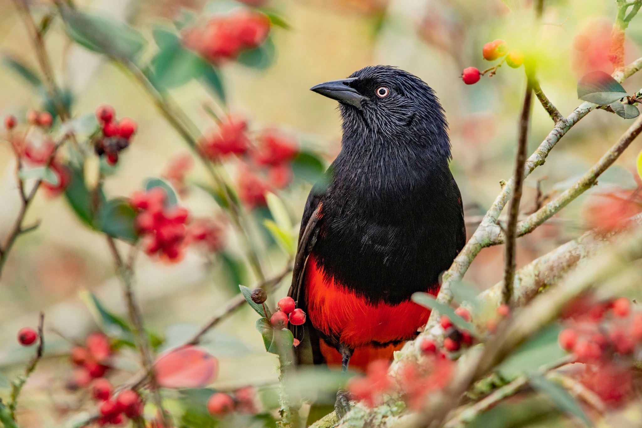 Обои ветки, птица, ягоды, плоды, яркая, трупиал, красно-черная, branches, bird, berries, fruit, bright, trupial разрешение 2048x1365 Загрузить