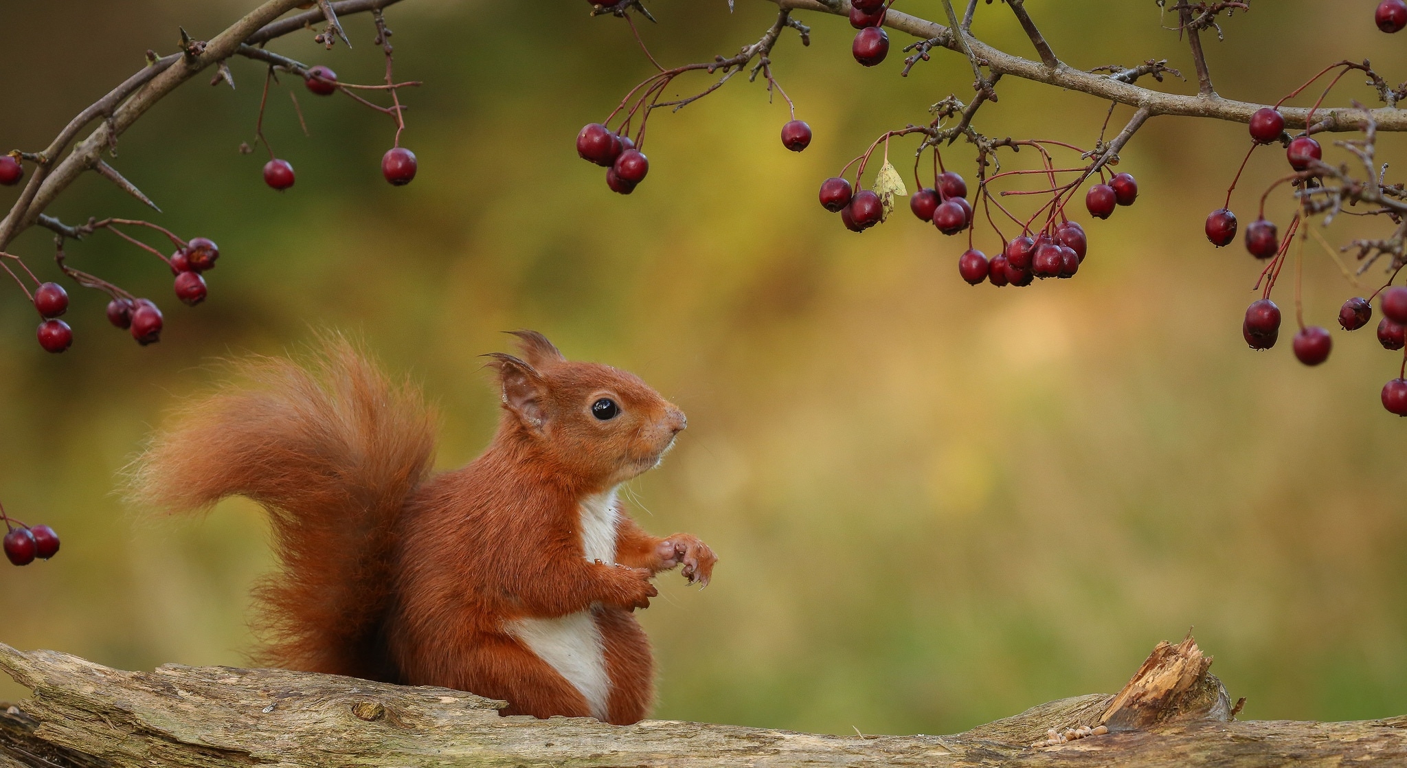 Обои природа, ветки, осень, ягоды, животное, белка, зверек, бревно, грызун, rodent, nature, branches, autumn, berries, animal, protein, log разрешение 2048x1118 Загрузить