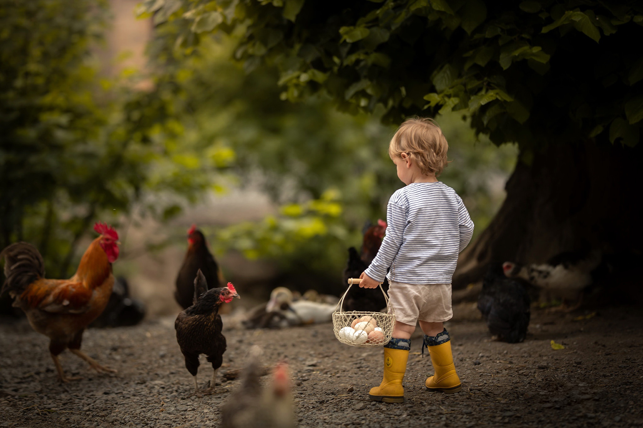 Обои мальчик, яйца, боке, курицы, boy, eggs, bokeh, chicken разрешение 2048x1365 Загрузить