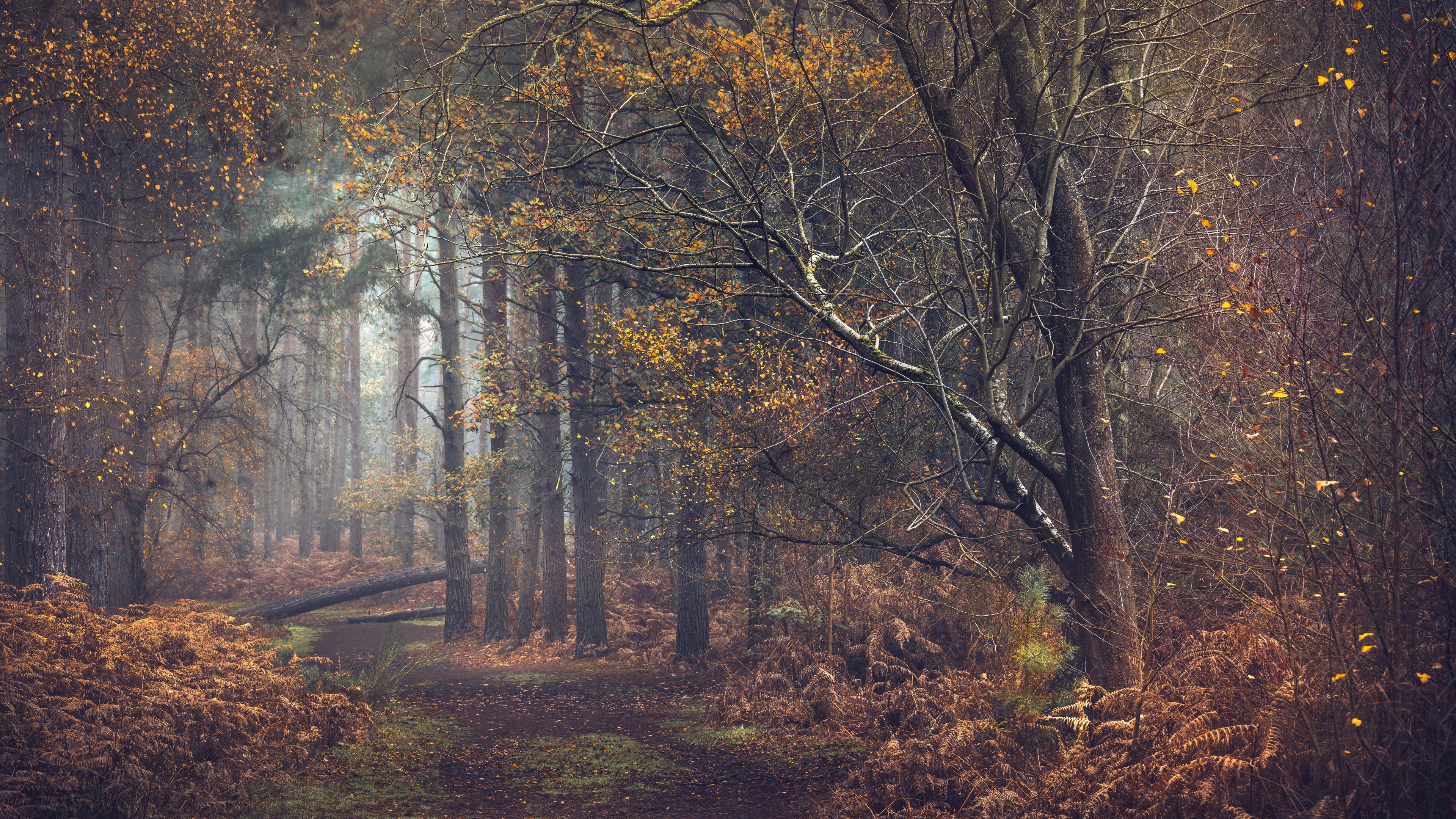 Обои деревья, природа, лес, дорожка, осень, тропинка, trees, nature, forest, track, autumn, path разрешение 3840x2160 Загрузить