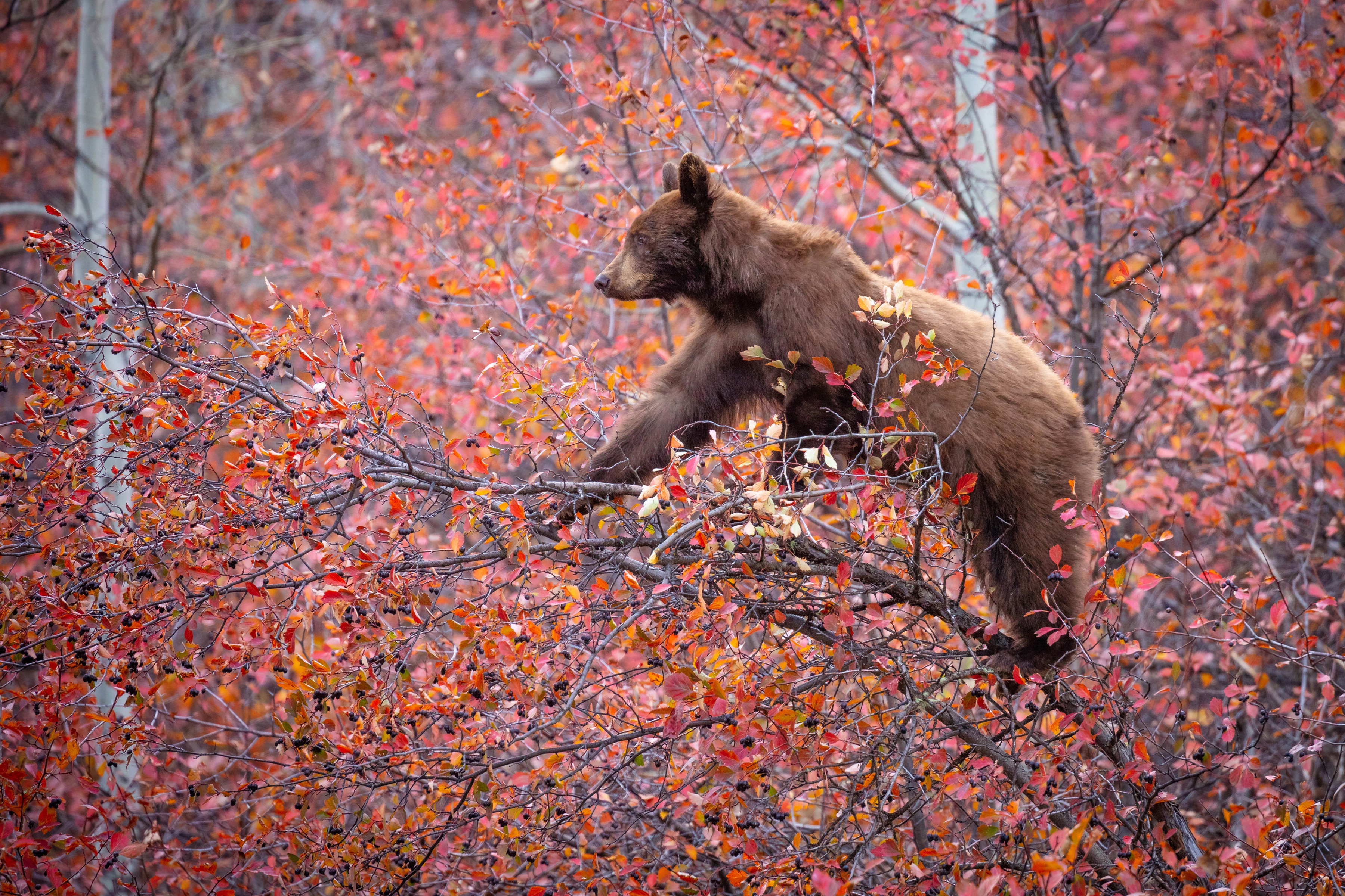Обои дерево, ветки, осень, медведь, ягоды, на дереве, tree, branches, autumn, bear, berries, on the tree разрешение 3600x2400 Загрузить