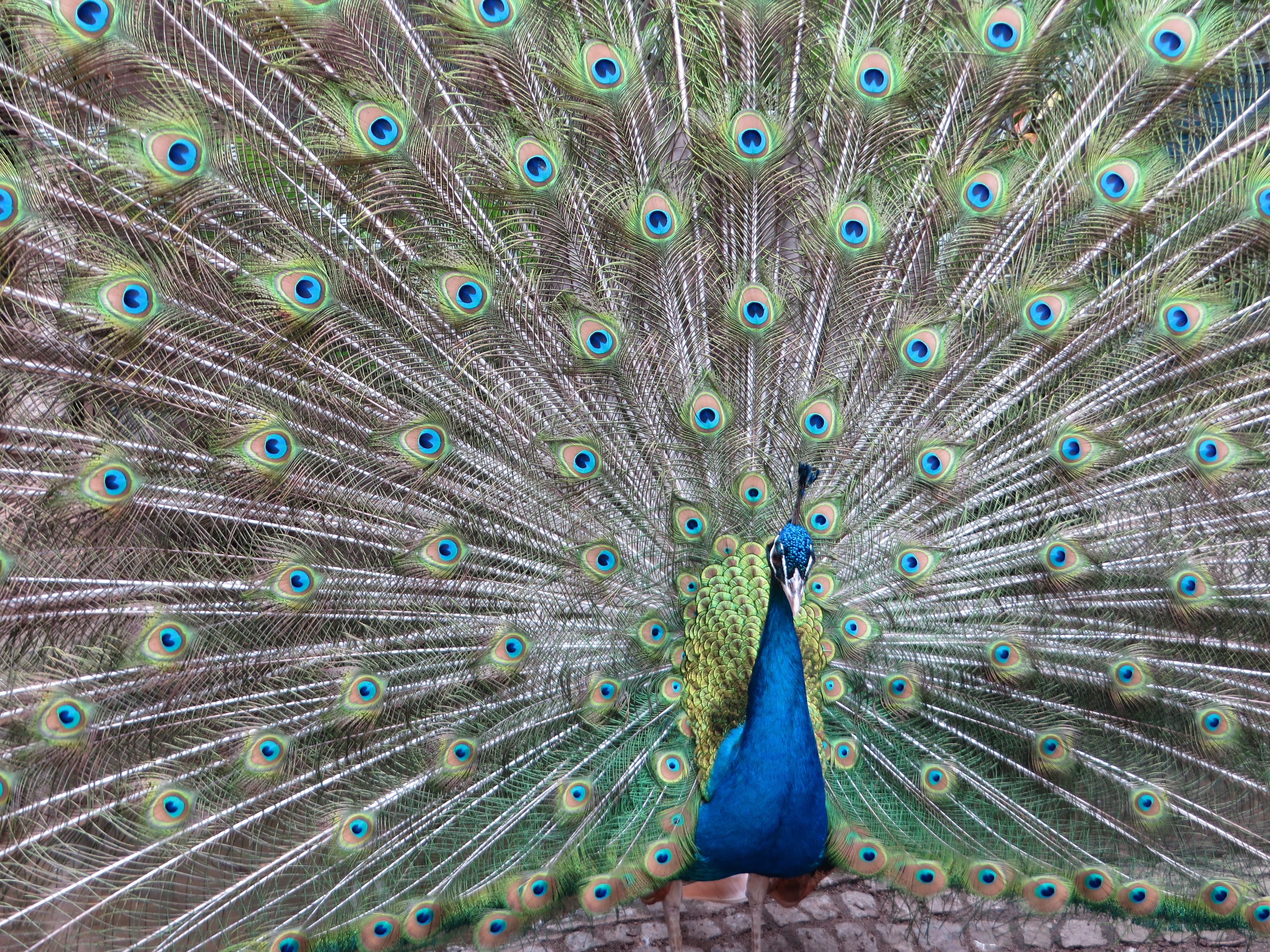 Обои павлин, peacock разрешение 4000x3000 Загрузить