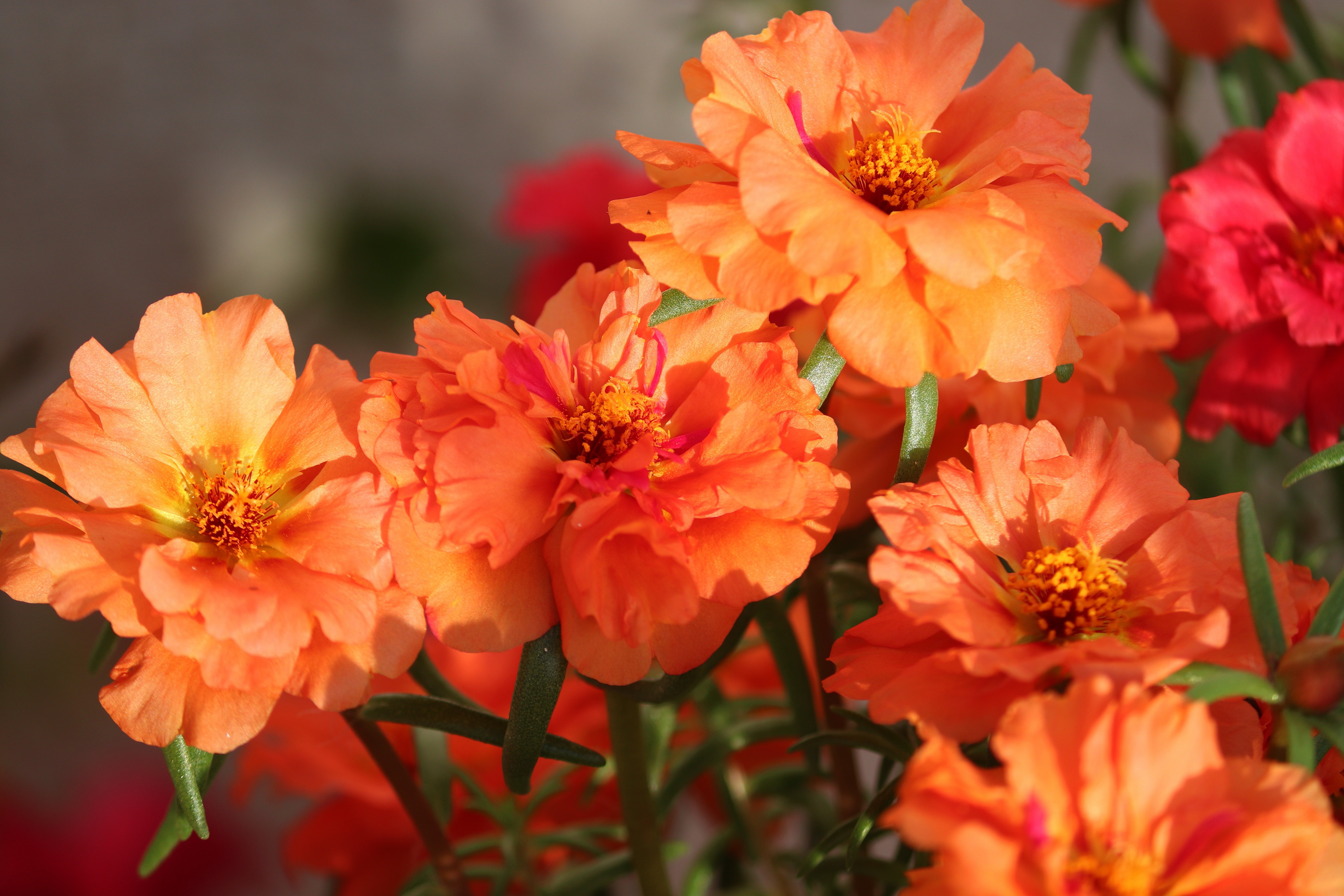 Обои цветы, букет, яркие, оранжевые, боке, flowers, bouquet, bright, orange, bokeh разрешение 6000x4000 Загрузить