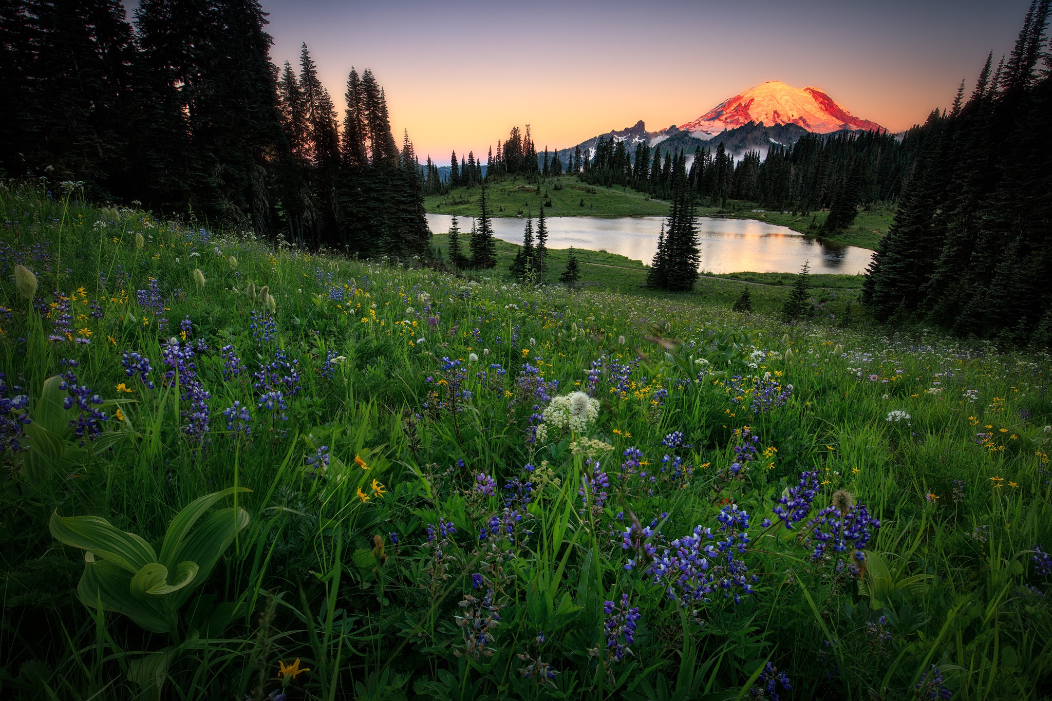 Обои цветы, горы, лес, лето, водоем, луг, альпы, люпины, flowers, mountains, forest, summer, pond, meadow, alps, lupins разрешение 2048x1365 Загрузить