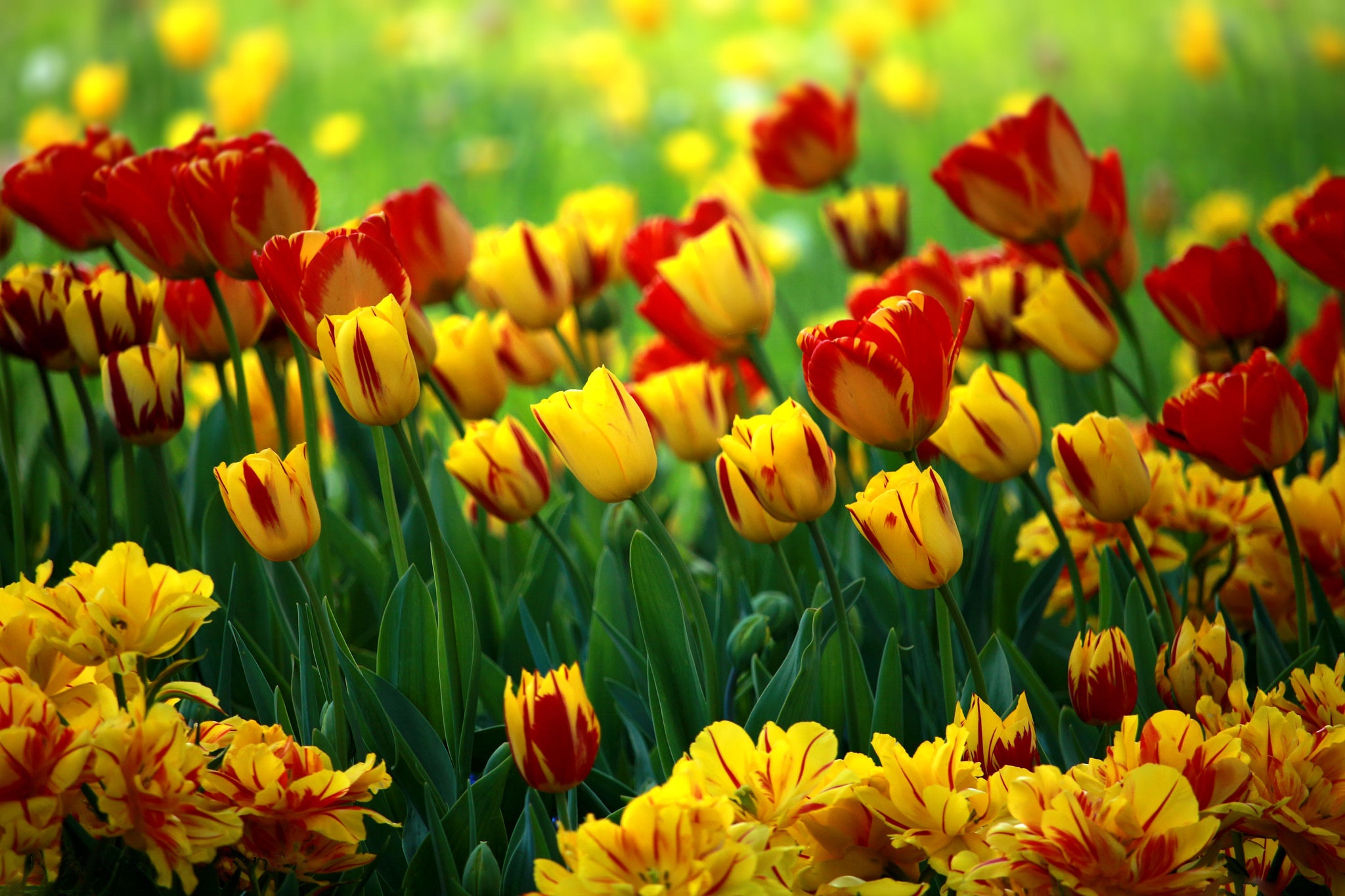 Обои цветы, красные, тюльпаны, яркие, желтые, клумба, разные, боке, flowers, red, tulips, bright, yellow, flowerbed, different, bokeh разрешение 2048x1365 Загрузить
