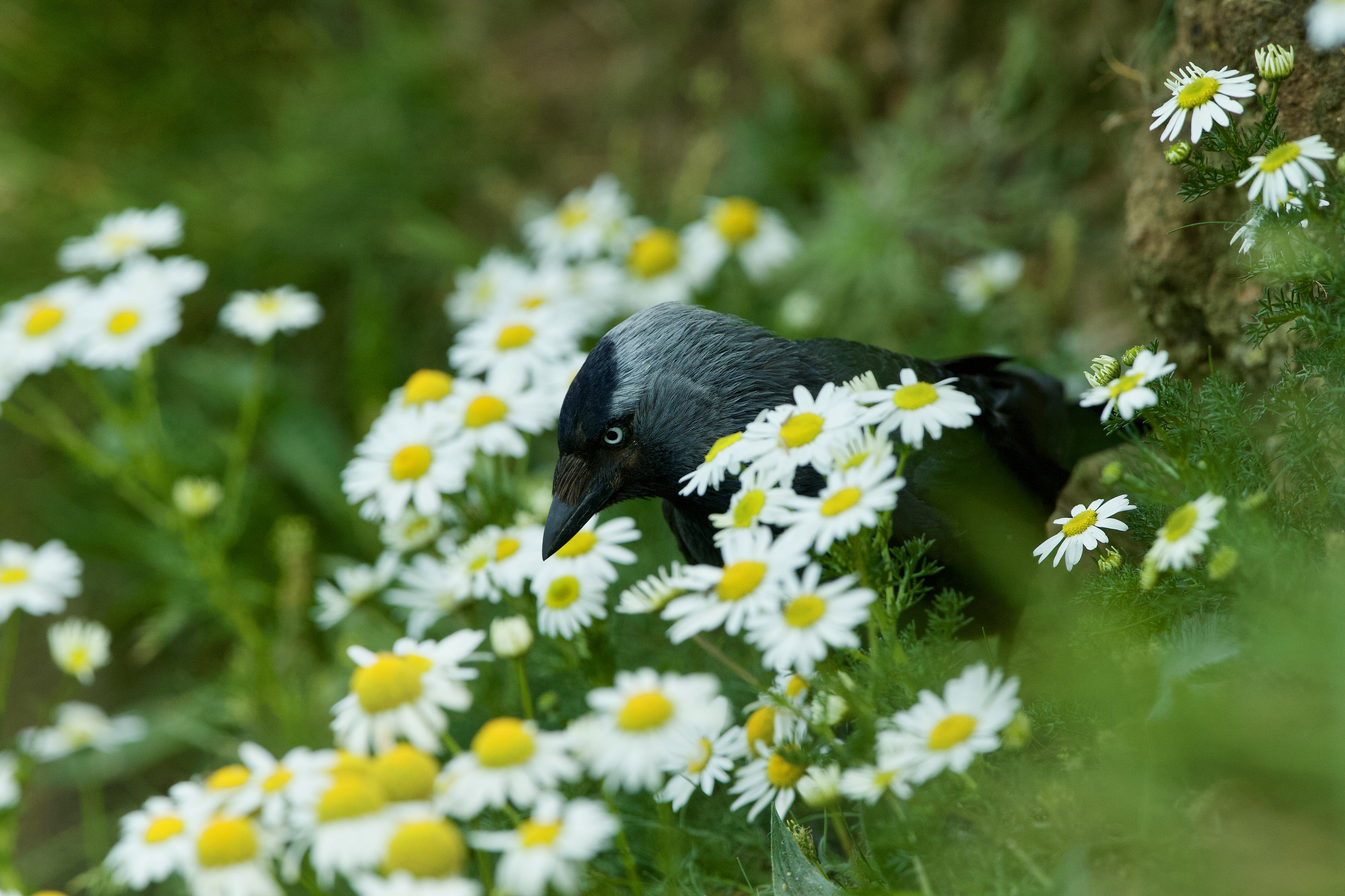 Обои цветы, лето, птица, ромашки, боке, галка, flowers, summer, bird, chamomile, bokeh, jackdaw разрешение 5120x3413 Загрузить