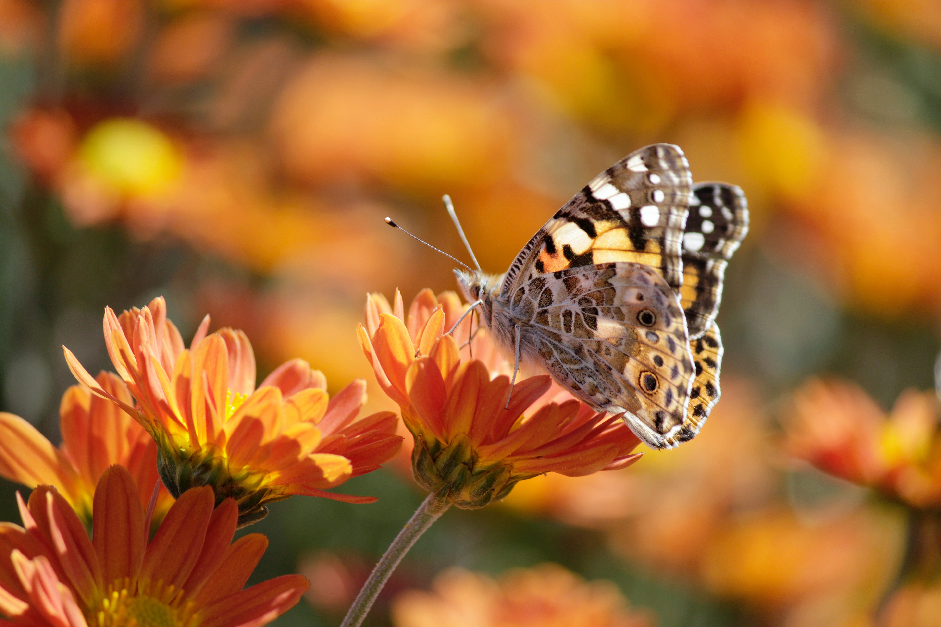 Обои цветы, макро, насекомое, лето, бабочка, боке, календула, flowers, macro, insect, summer, butterfly, bokeh, calendula разрешение 3840x2560 Загрузить