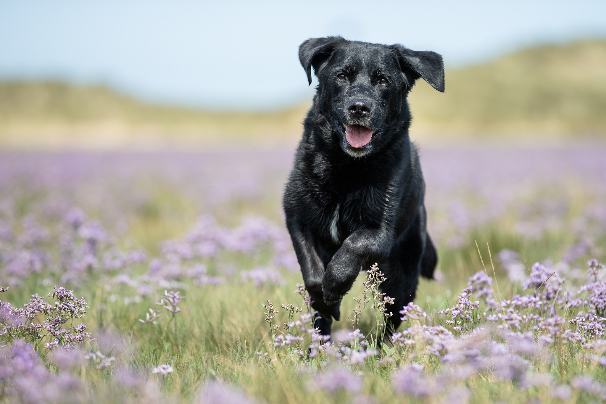 Обои цветы, собака, луг, прогулка, боке, лабрадор-ретривер, flowers, dog, meadow, walk, bokeh, labrador retriever разрешение 2048x1365 Загрузить