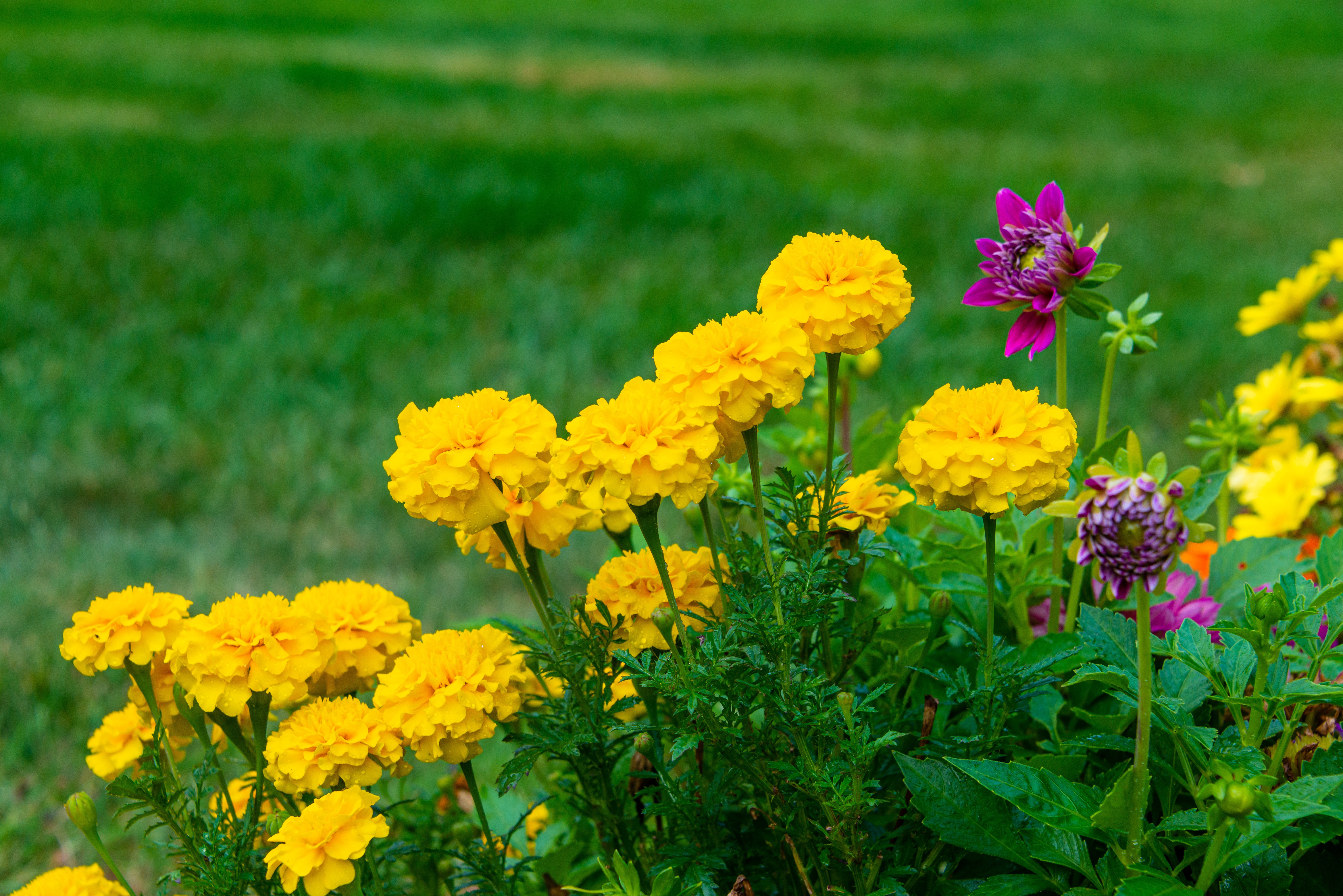 Обои цветы, желтые, бархатцы, flowers, yellow, marigolds разрешение 7360x4912 Загрузить