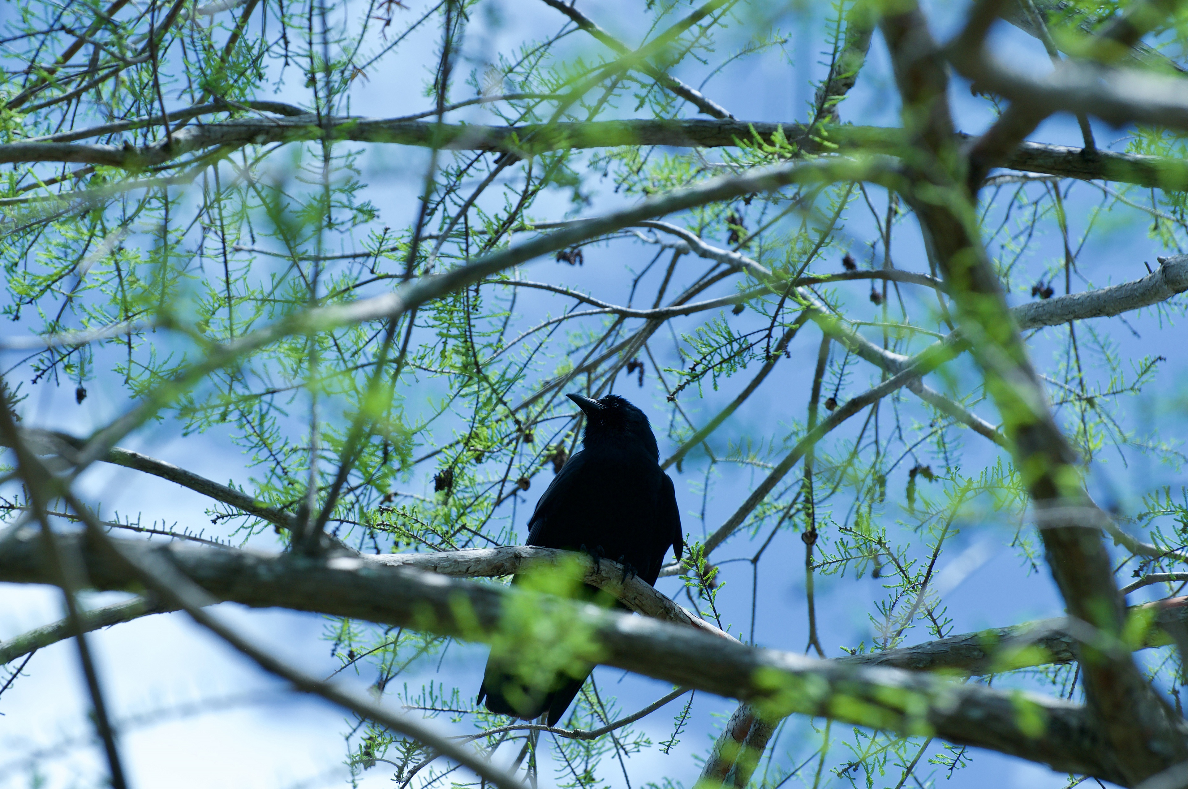 Обои дерево, хвоя, ветки, птица, ворон, шишки, ворона, боке, tree, needles, branches, bird, raven, bumps, crow, bokeh разрешение 3840x2550 Загрузить