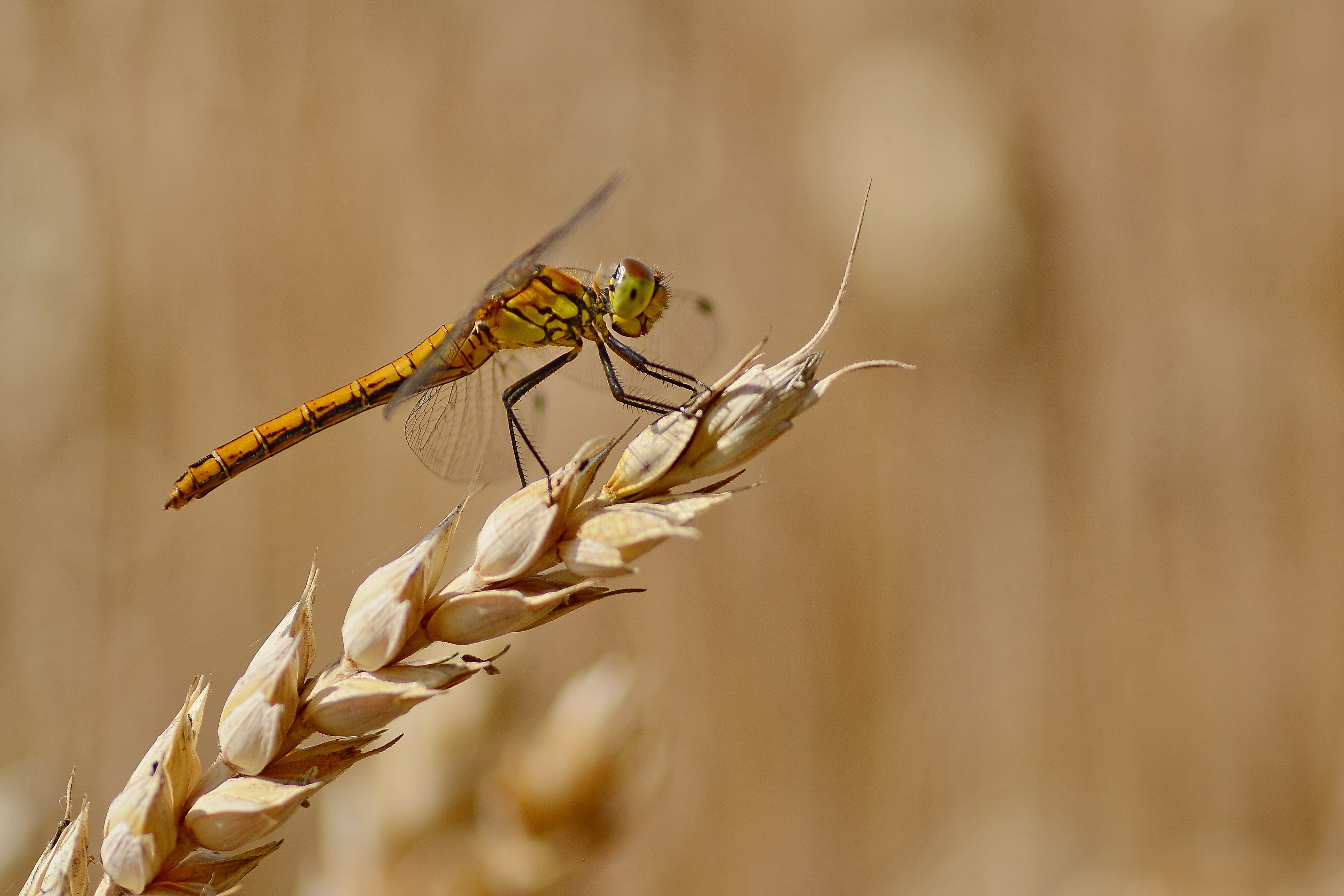 Обои фон, лето, стрекоза, колосок, background, summer, dragonfly, spike разрешение 4105x2737 Загрузить