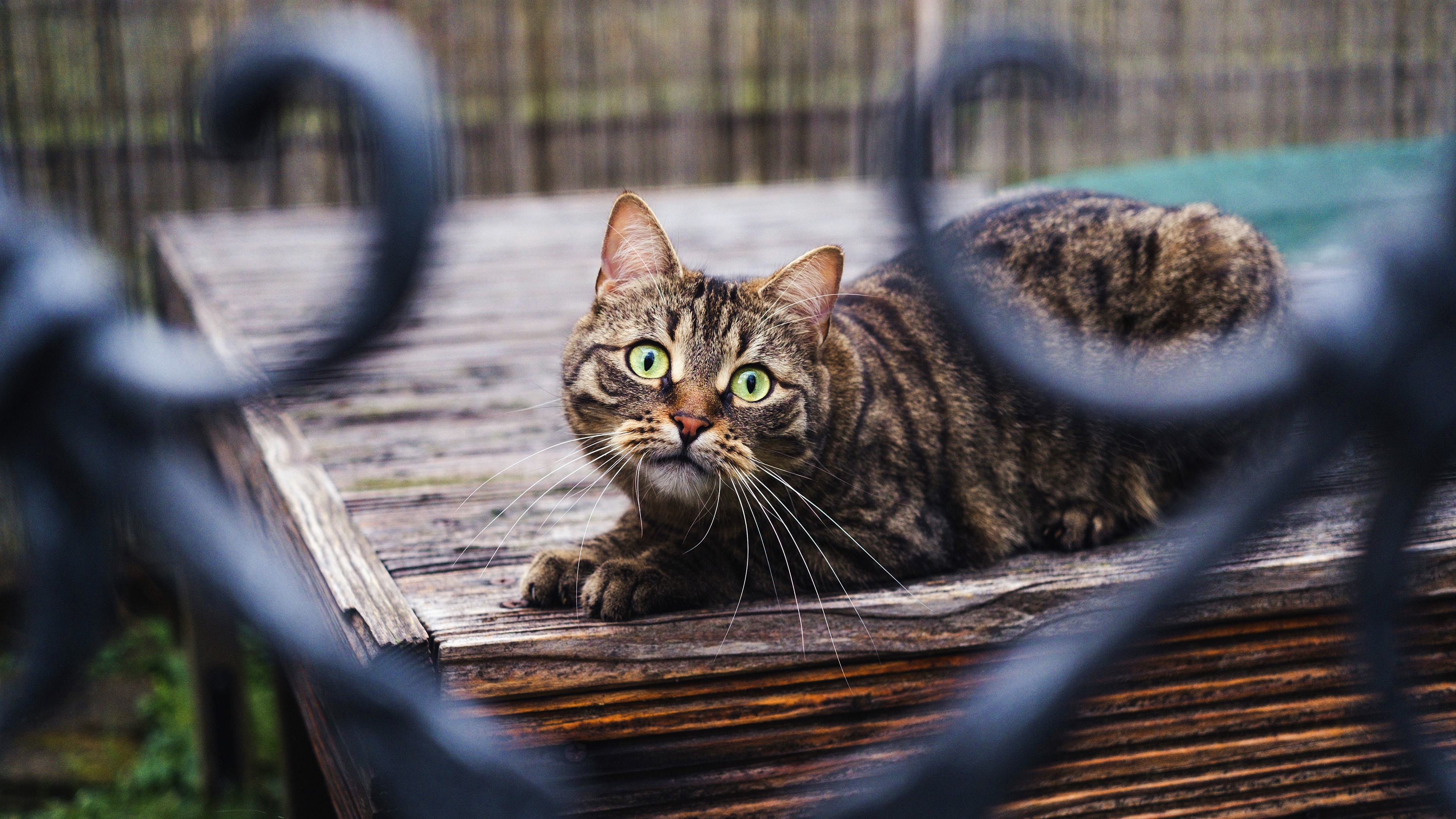 Обои кот, кошка, взгляд, забор, боке, cat, look, the fence, bokeh разрешение 3840x2160 Загрузить