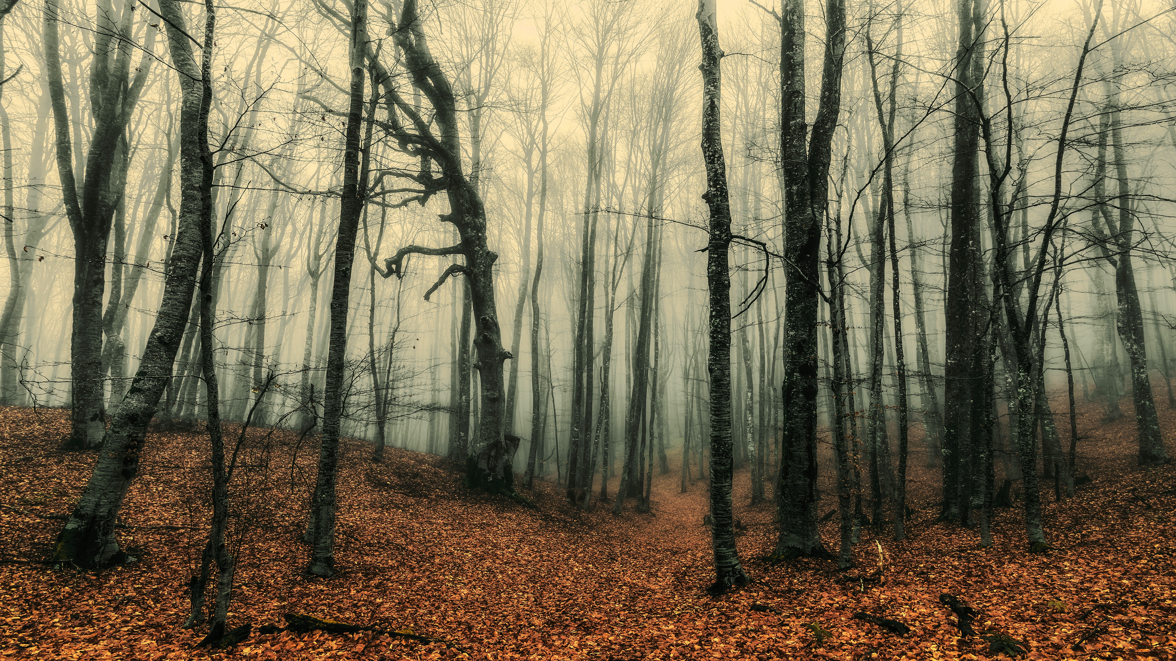 Обои лес, туман, стволы, осень, листопад, forest, fog, trunks, autumn, falling leaves разрешение 3840x2160 Загрузить