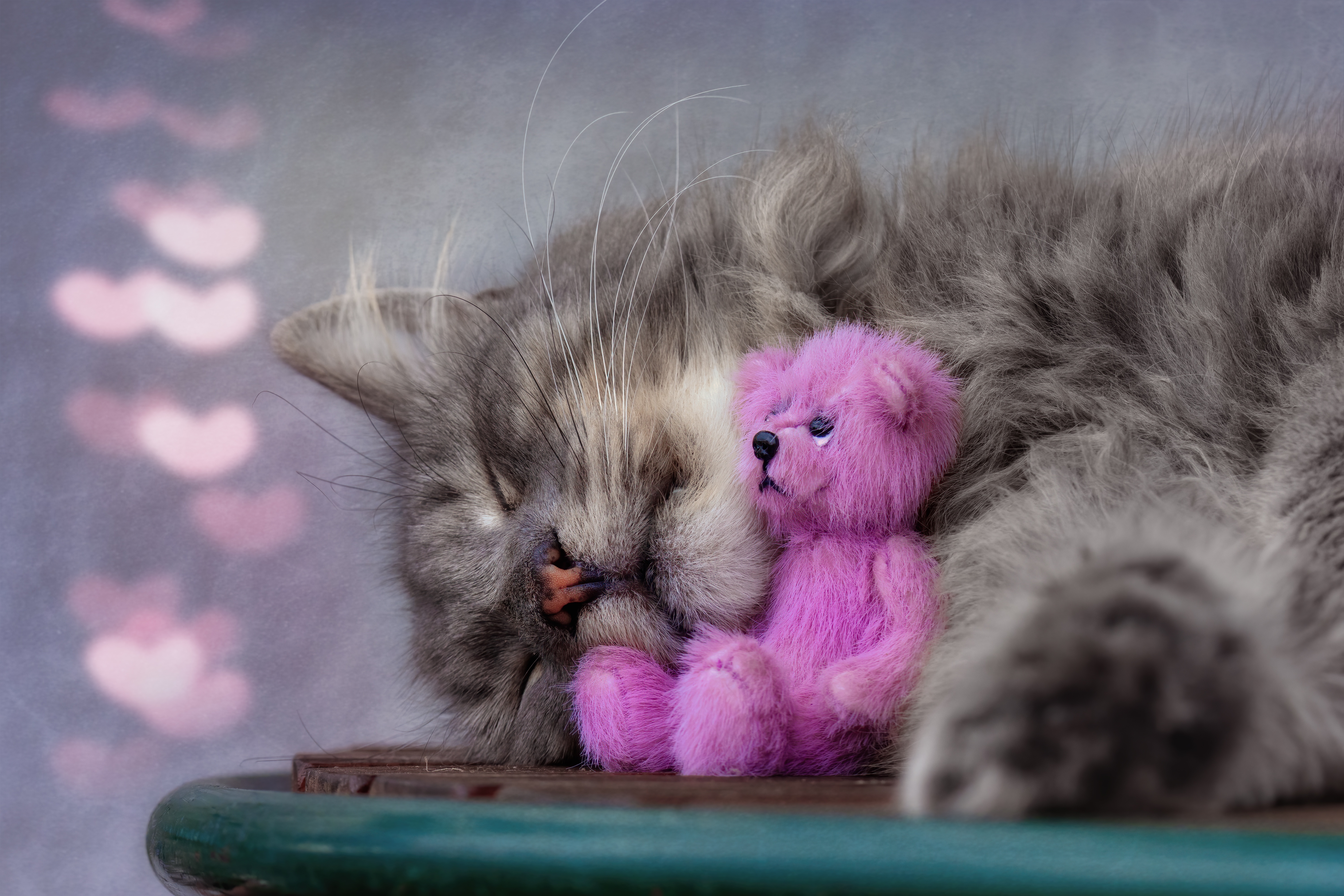 Обои морда, игрушка, поза, розовый, кот, тедди, кошка, медведь, нос, сон, сердечки, лежит, боке, серый, спит, sleeping, face, toy, pose, pink, cat, teddy, bear, nose, sleep, hearts, lies, bokeh, grey разрешение 6000x4000 Загрузить