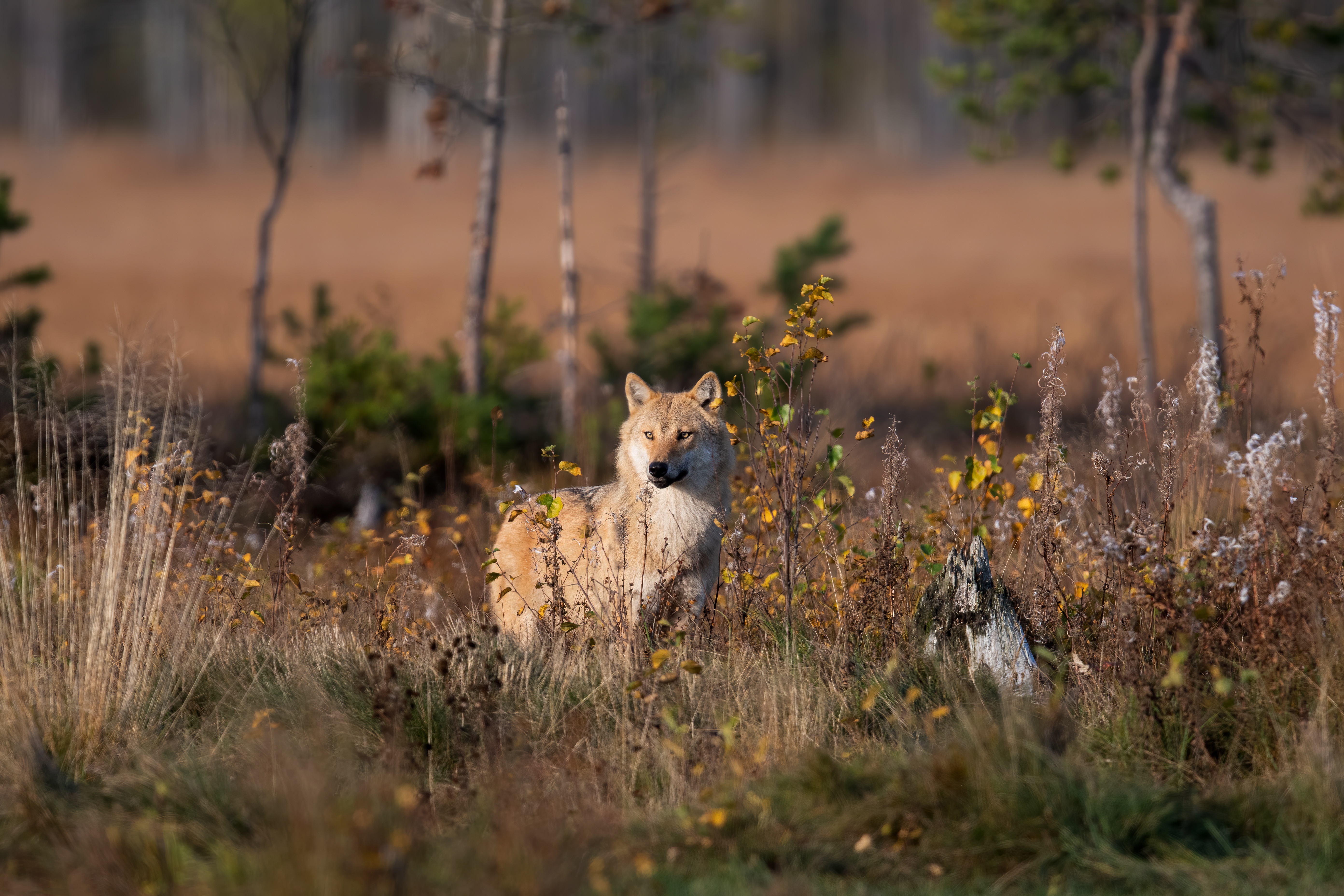 Обои морда, свет, природа, лес, кусты, листва, осень, волк, face, light, nature, forest, the bushes, foliage, autumn, wolf разрешение 5568x3712 Загрузить