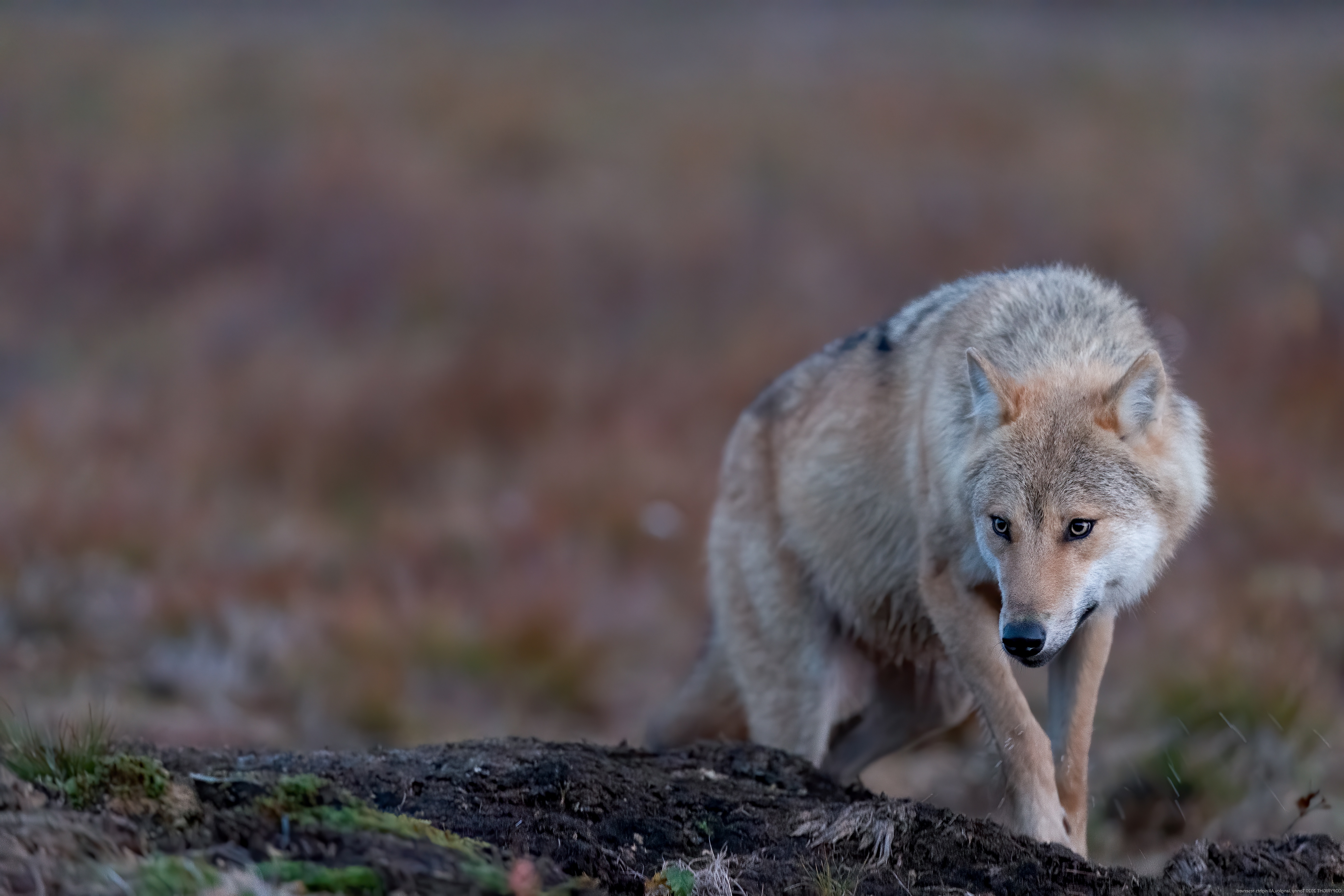 Обои природа, поза, взгляд, волк, боке, nature, pose, look, wolf, bokeh разрешение 5568x3712 Загрузить