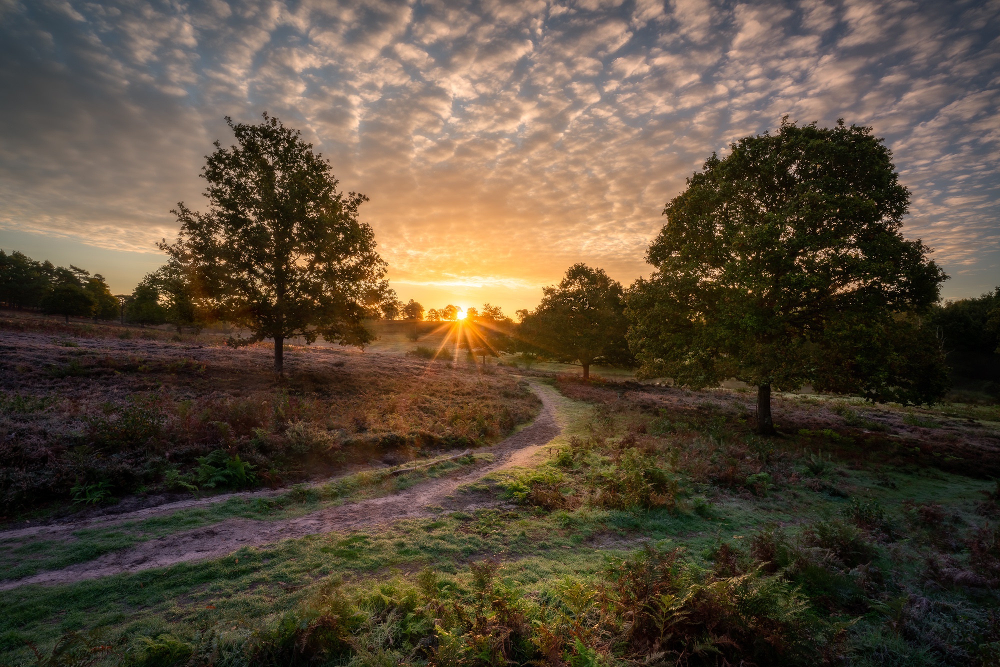 Обои природа, утро, осень, nature, morning, autumn разрешение 2000x1334 Загрузить