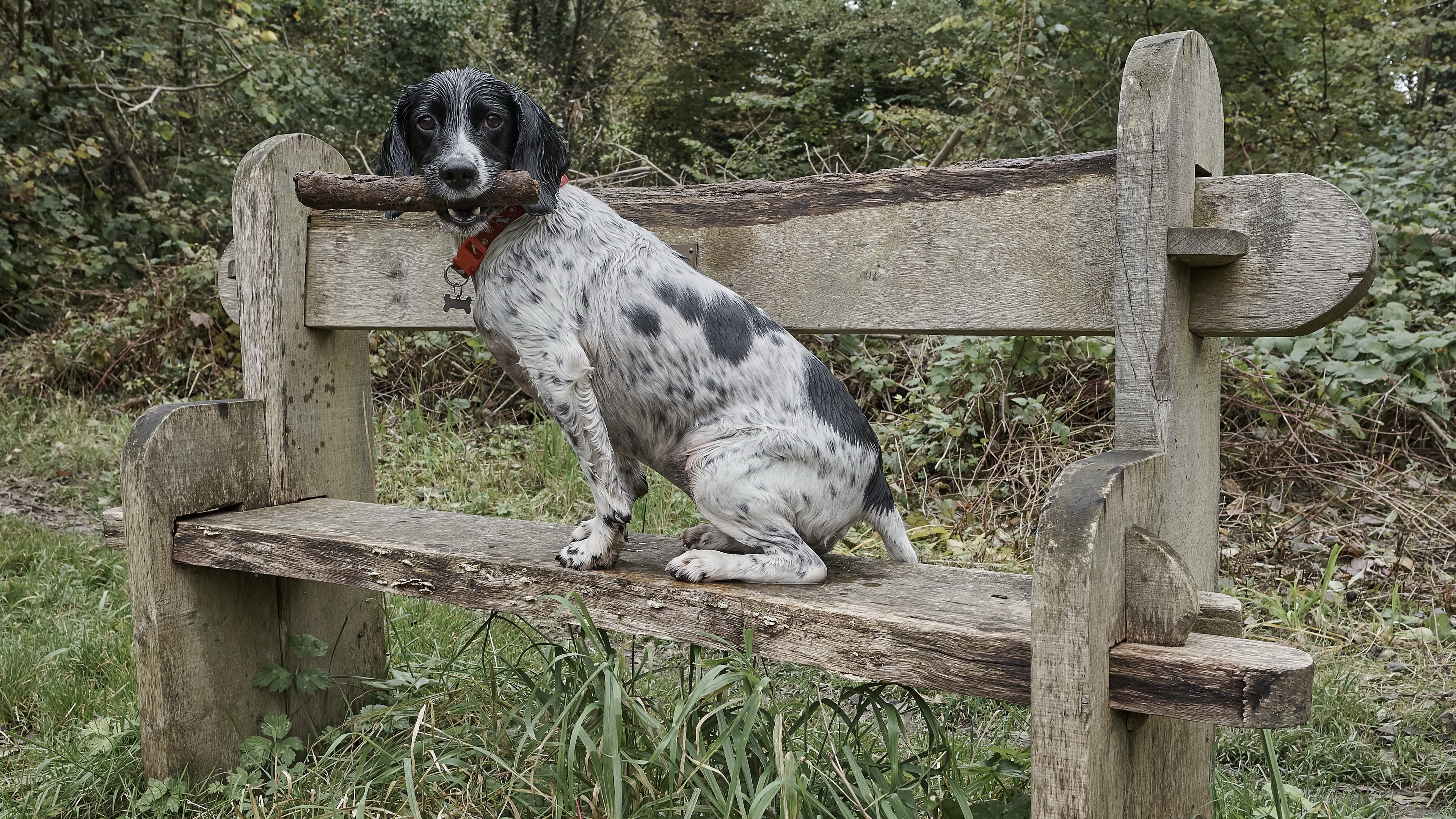 Обои собака, друг, скамья, dog, each, bench разрешение 3840x2160 Загрузить