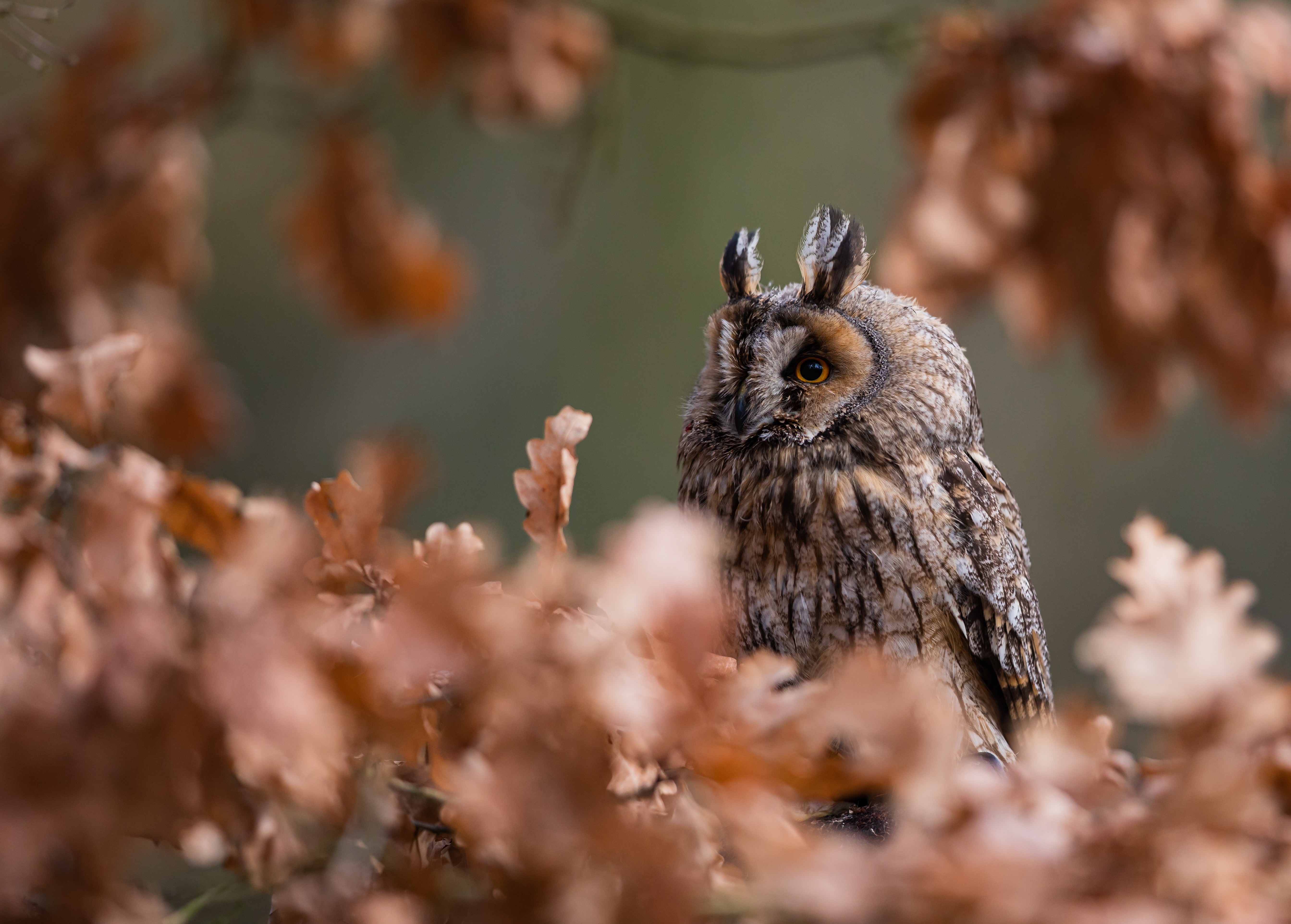 Обои сова, листья, ветки, осень, птица, боке, филин, дубовые, owl, leaves, branches, autumn, bird, bokeh, oak разрешение 5375x3848 Загрузить