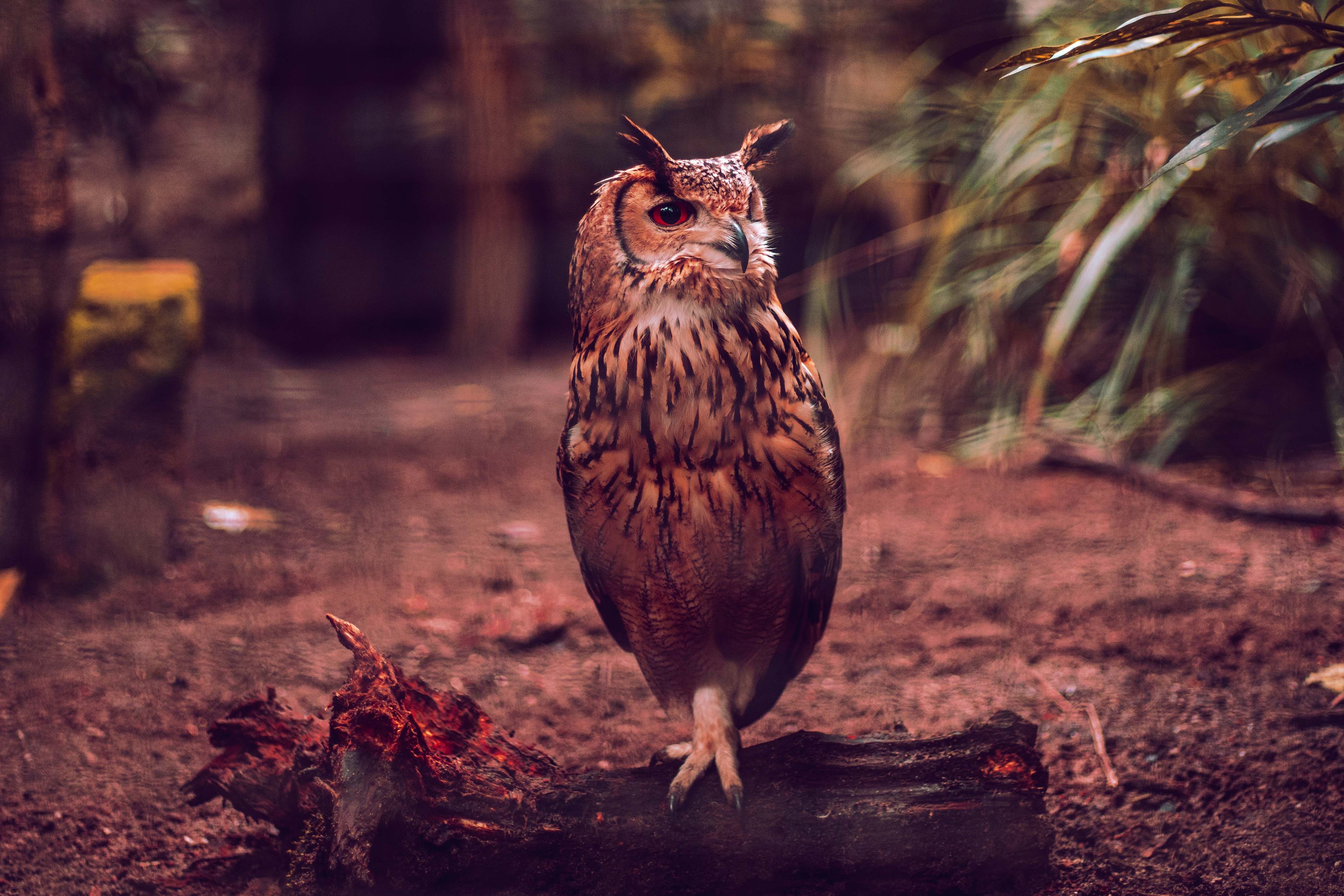 Обои сова, птица, темный фон, бревно, боке, филин, owl, bird, the dark background, log, bokeh разрешение 4255x2837 Загрузить