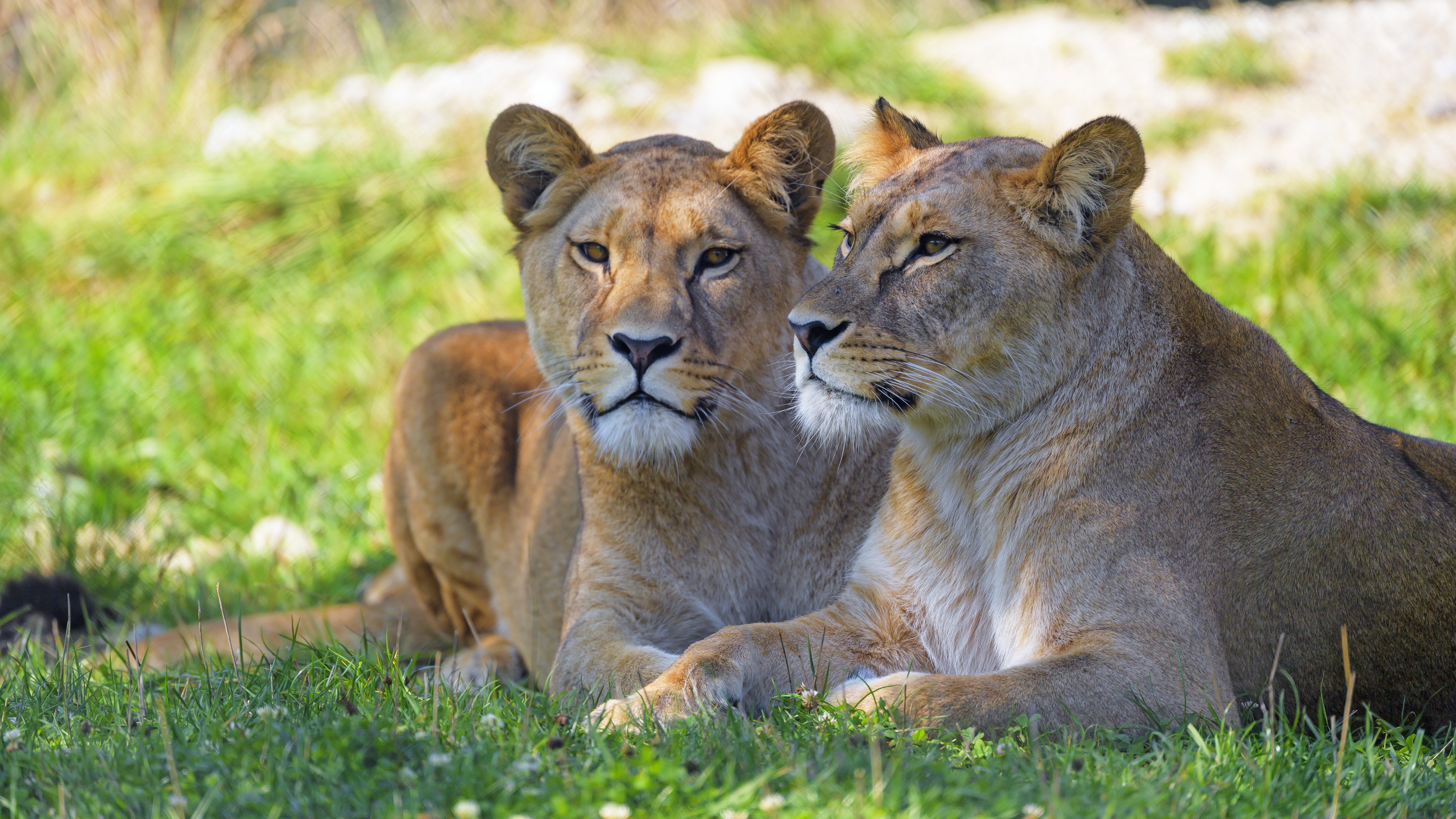 Обои трава, отдых, лежат, львица, морды, боке, львицы, grass, stay, lie, lioness, muzzle, bokeh разрешение 5568x3132 Загрузить