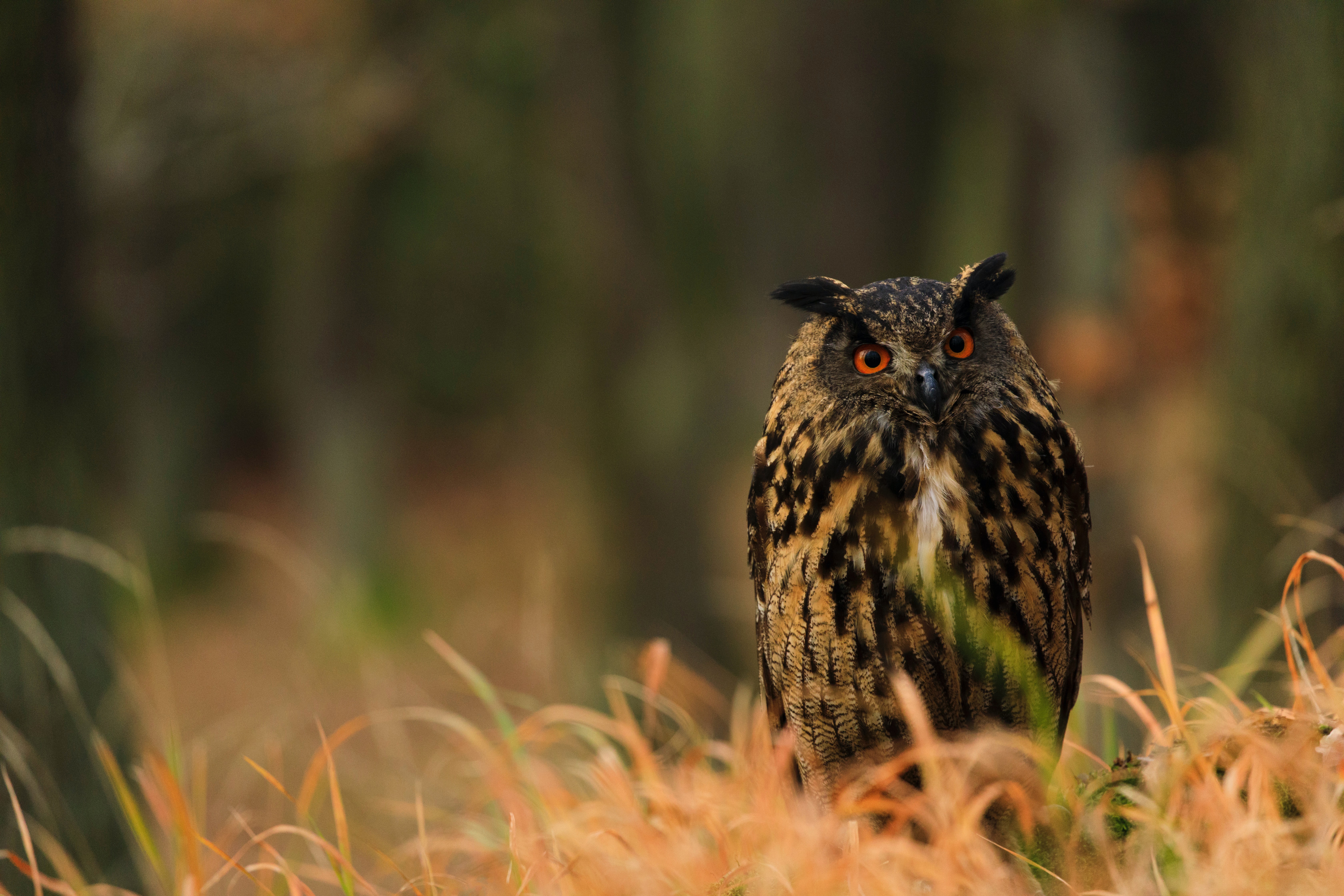 Обои трава, сова, фон, взгляд, птица, боке, филин, grass, owl, background, look, bird, bokeh разрешение 6720x4480 Загрузить