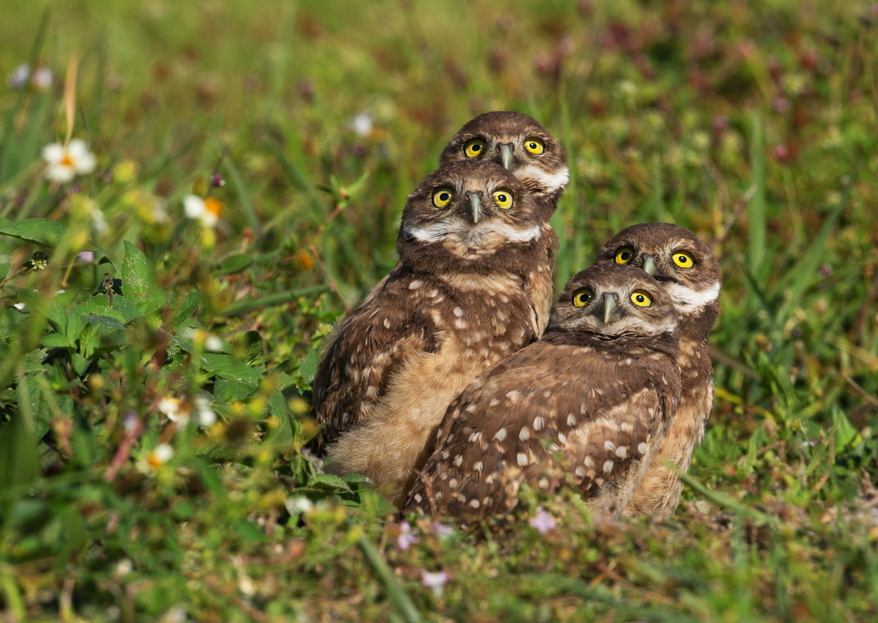 Обои трава, взгляд, птицы, боке, совы, сычи, grass, look, birds, bokeh, owls разрешение 3656x2594 Загрузить