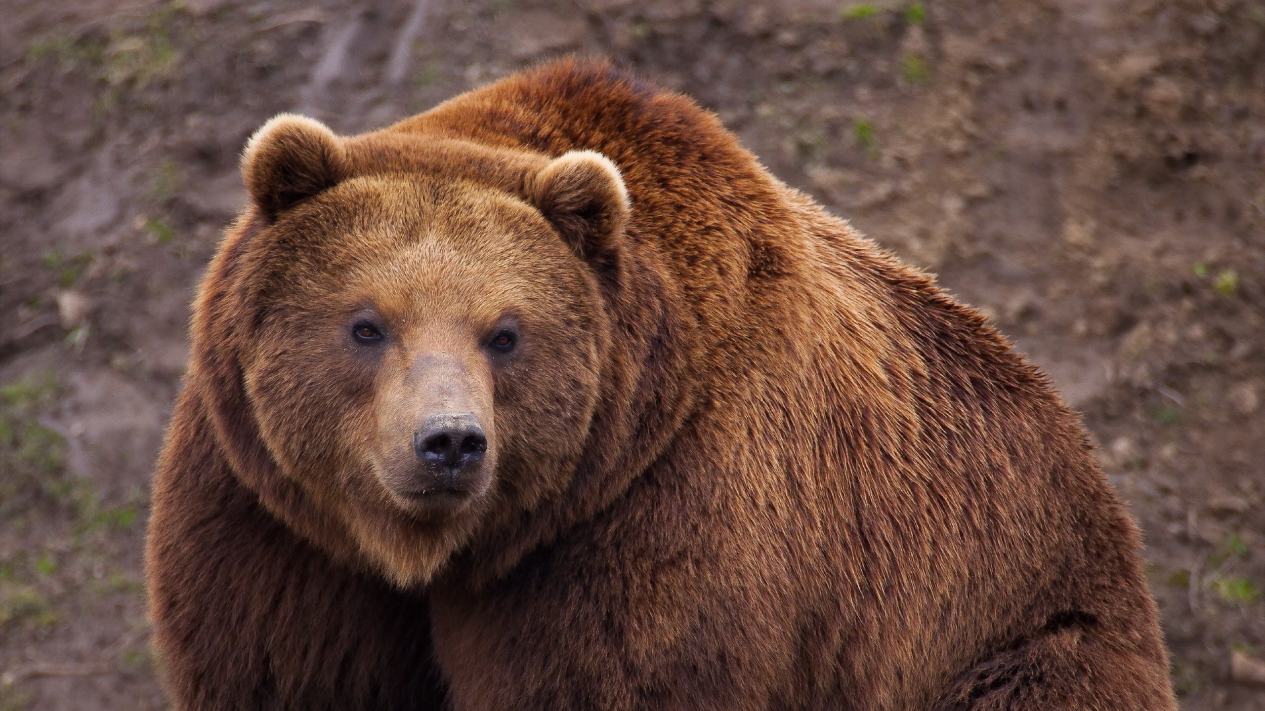 Обои животные, медведь, бурый медведь, animals, bear, brown bear разрешение 2560x1440 Загрузить