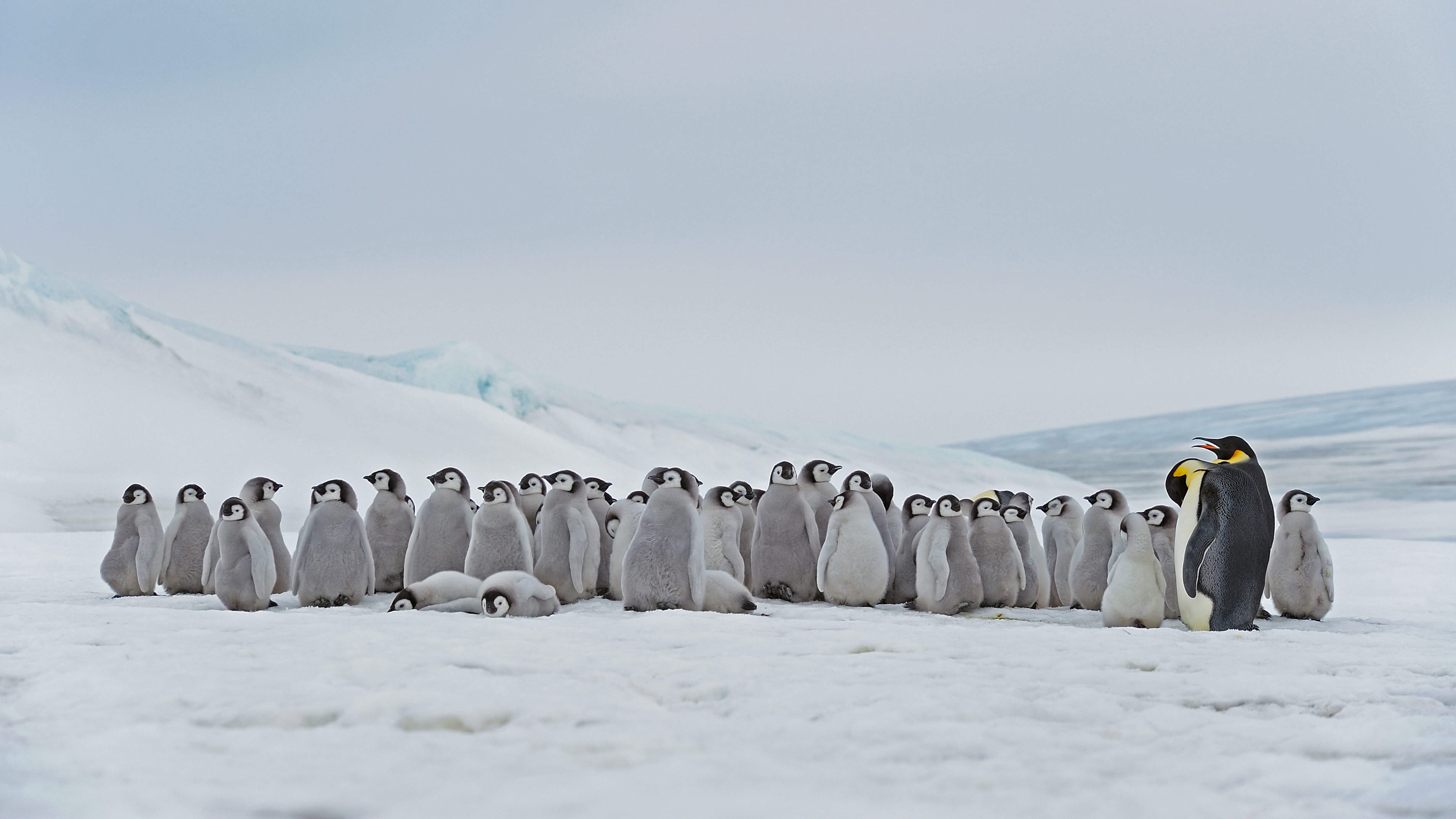 Обои антарктика, птенцы, императорский пингвин, antarctica, chicks, emperor penguin разрешение 4918x2766 Загрузить