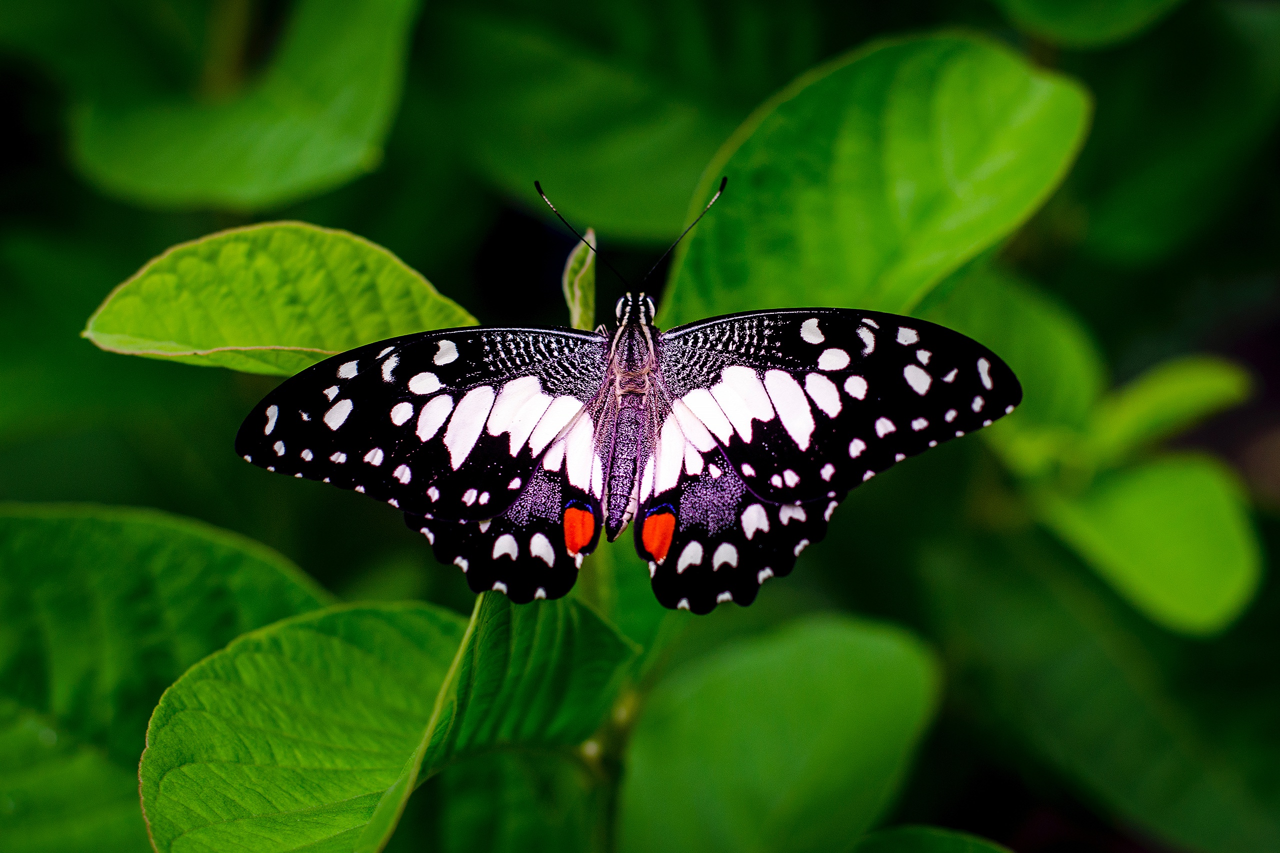 Обои бабочка, зеленые листья, butterfly, green leaves разрешение 2560x1707 Загрузить