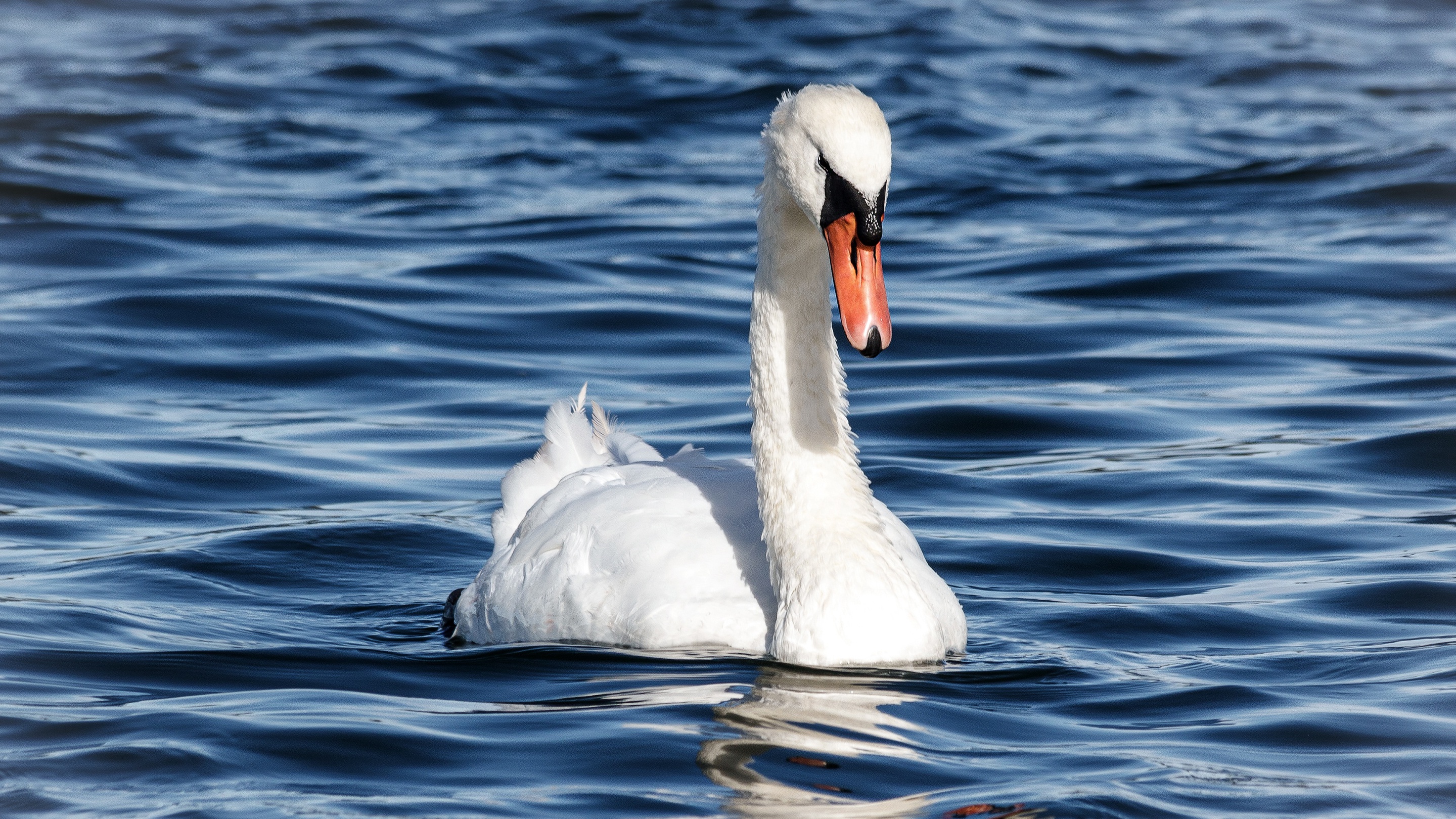 Обои белый, водоем, птица, голубой фон, лебедь, white, pond, bird, blue background, swan разрешение 2880x1620 Загрузить